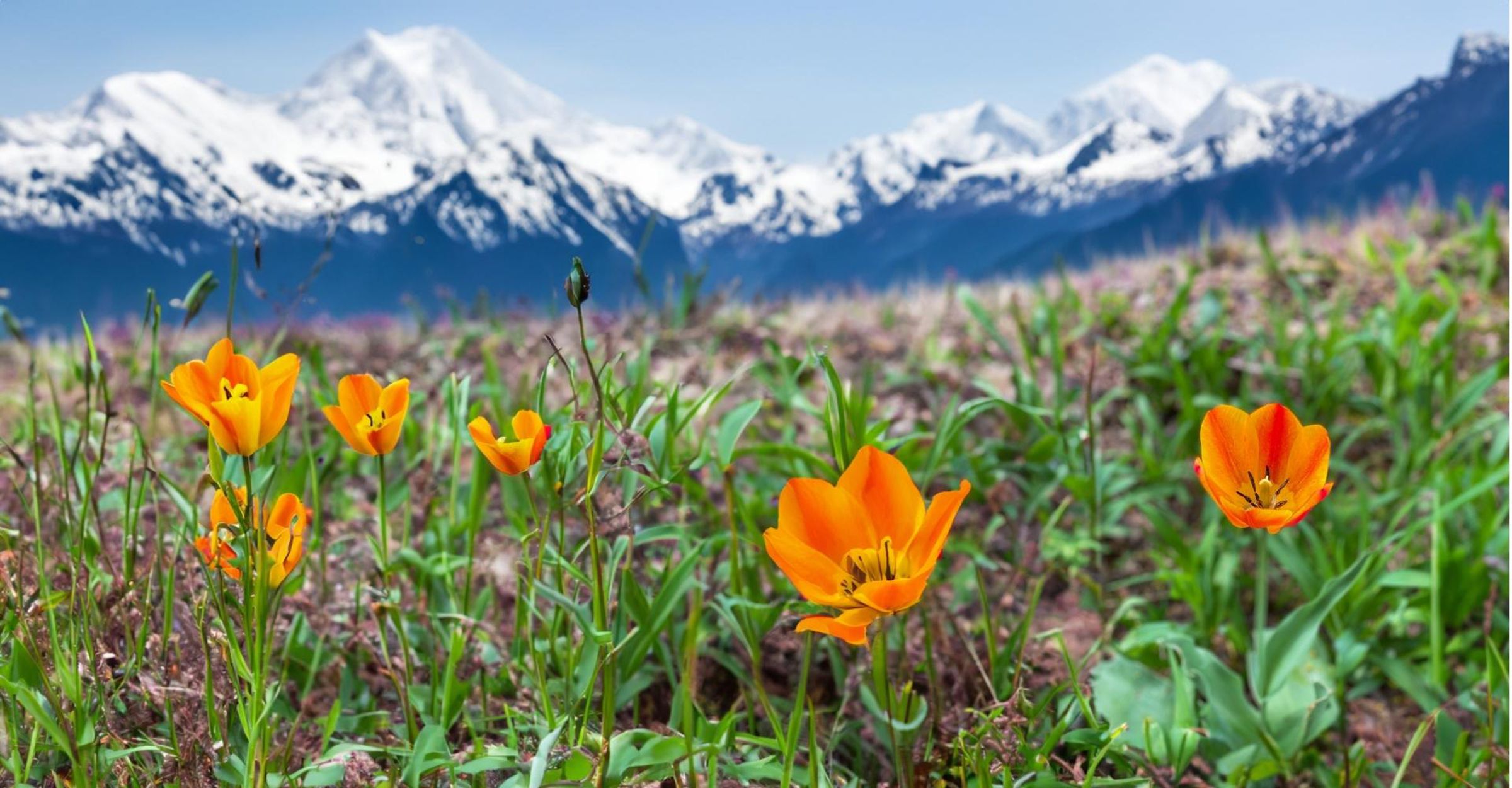 An AI-edited image of a field of orange Crocus flowers