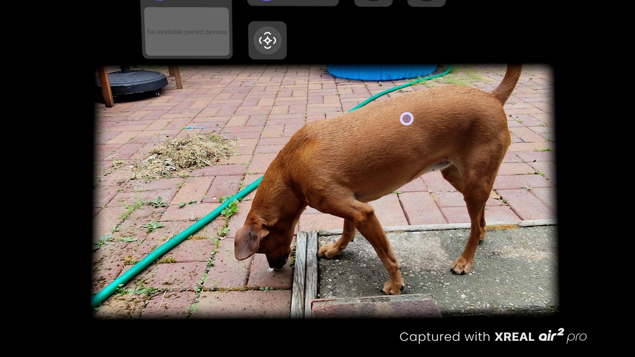 A still image of a dog, in a video, in an AR space.