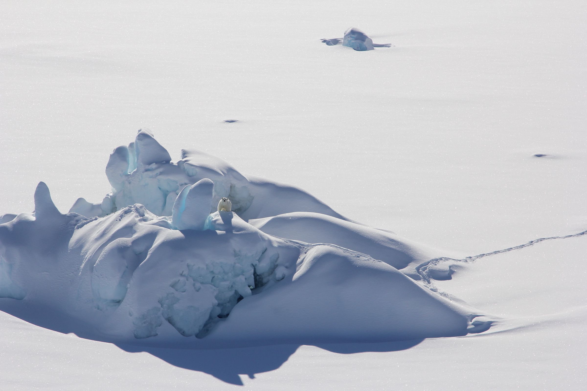 A polar bear stands on a snow-covered iceberg