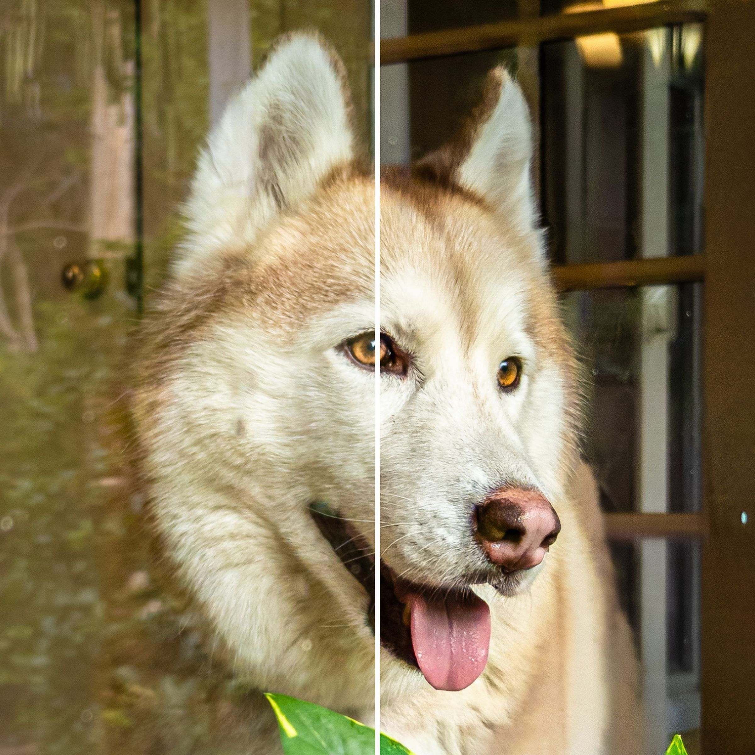 A husky image split into two sections to remove reflections from a window.