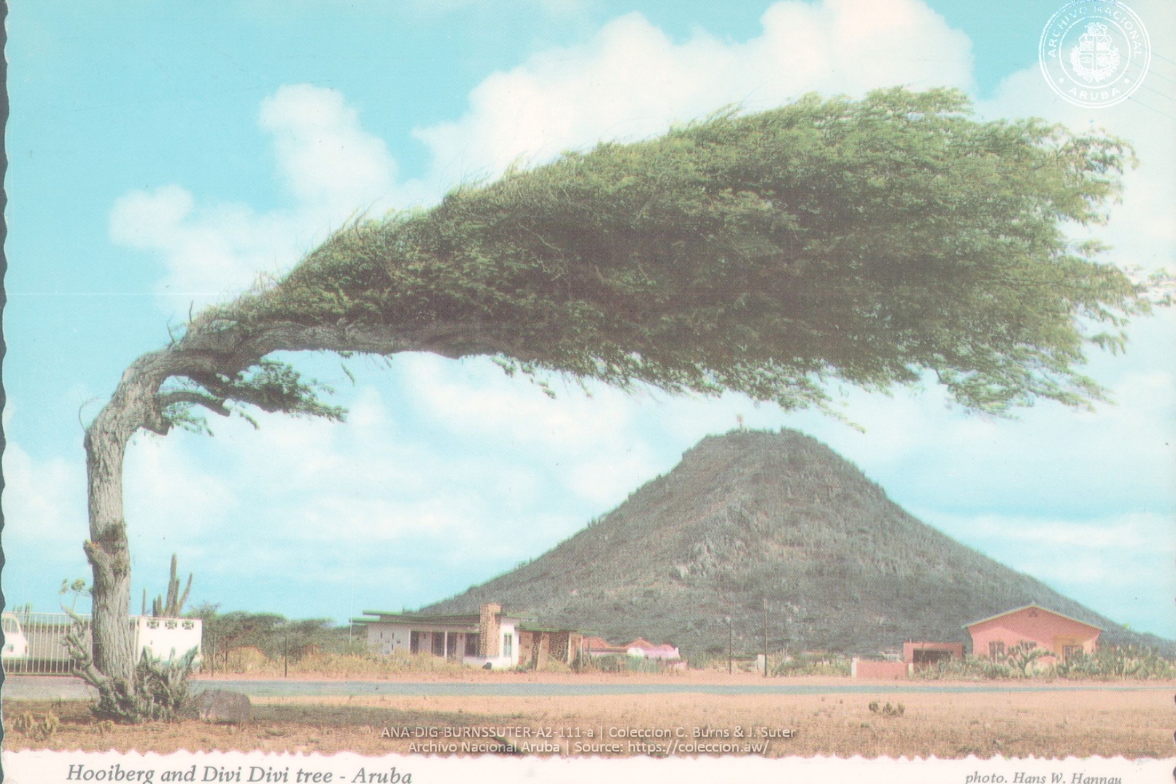 A picture of an Aruban Divi Divi tree.