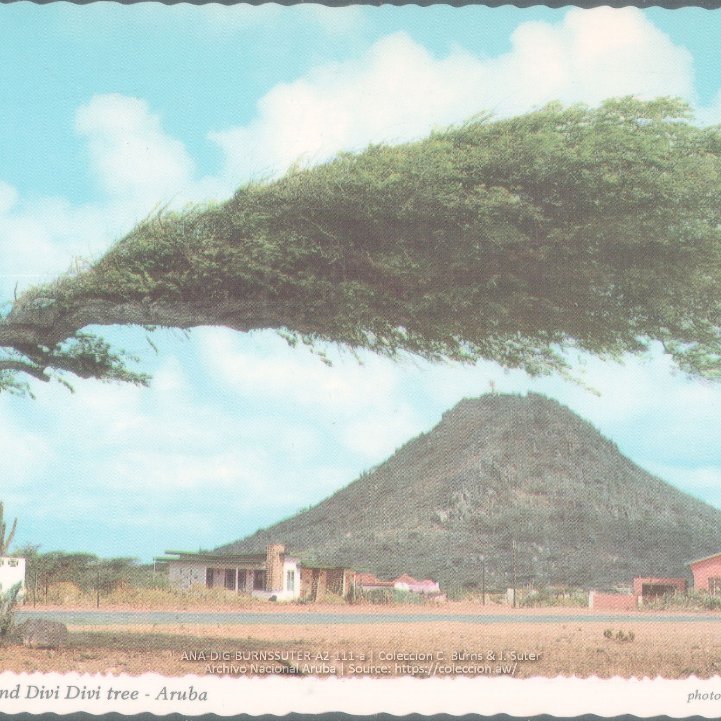 A picture of an Aruban Divi Divi tree.