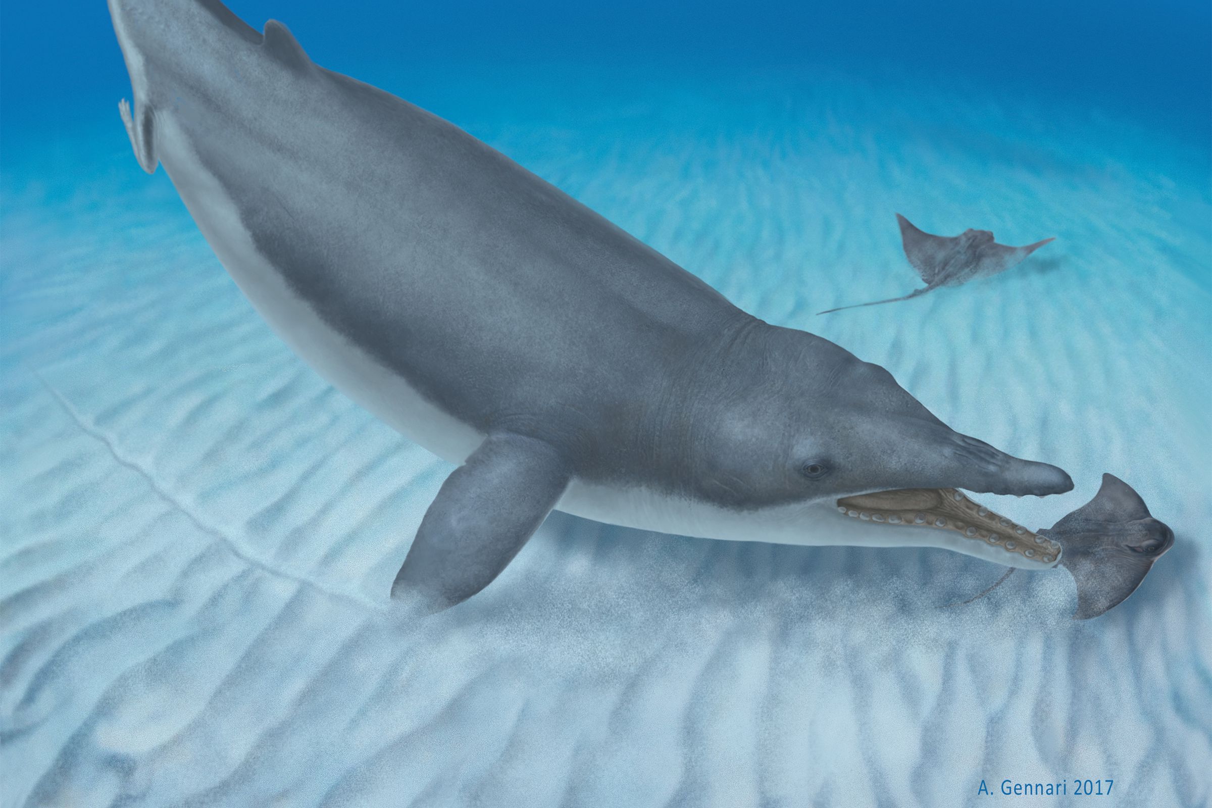 An illustration of Mystacodon selenensis diving down to catch eagle rays along the seafloor off the coast of present-day Peru.