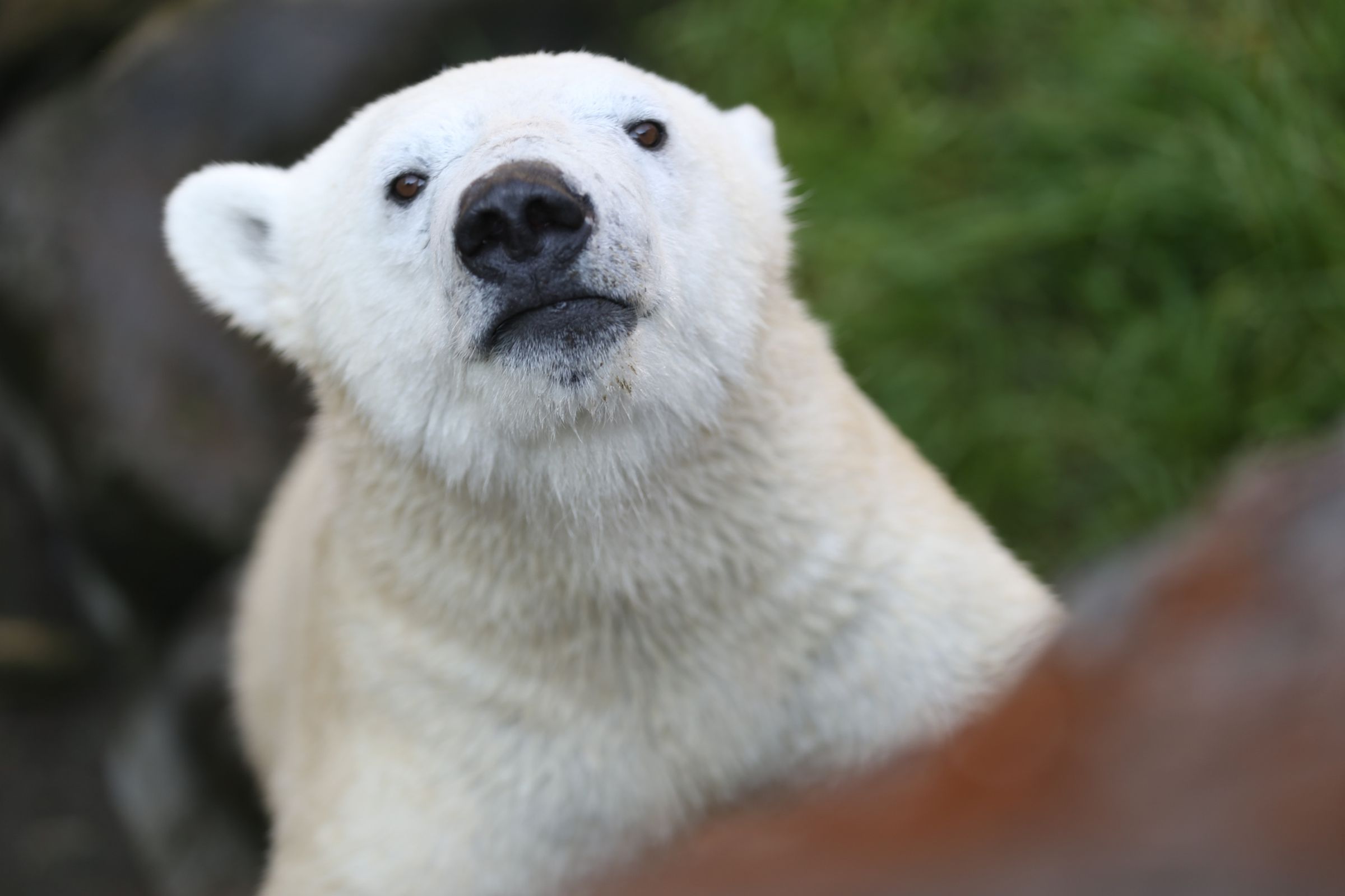 Nora at the Oregon Zoo in 2017. Her father, Nanuq, was born near Wales, Alaska, where warming temperatures threaten the livelihoods of both polar bears and native people who depend on seasonal ice sheets for hunting.