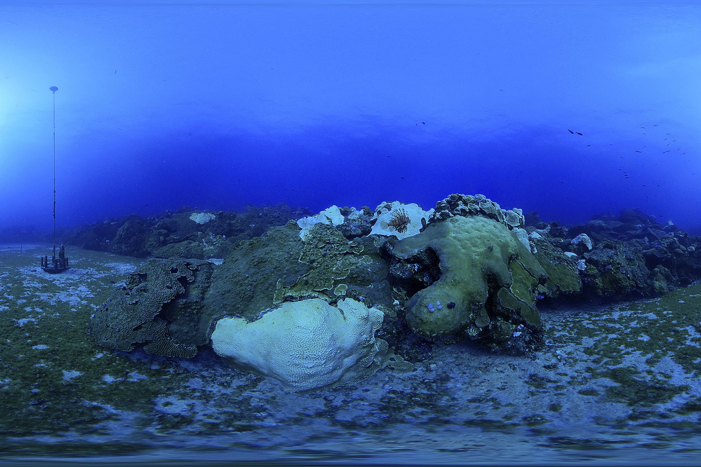 A 360 view of bleached coral in the West Flower Garden Bank marine sanctuary. You can now virtually swim around five marine protected areas around the US.