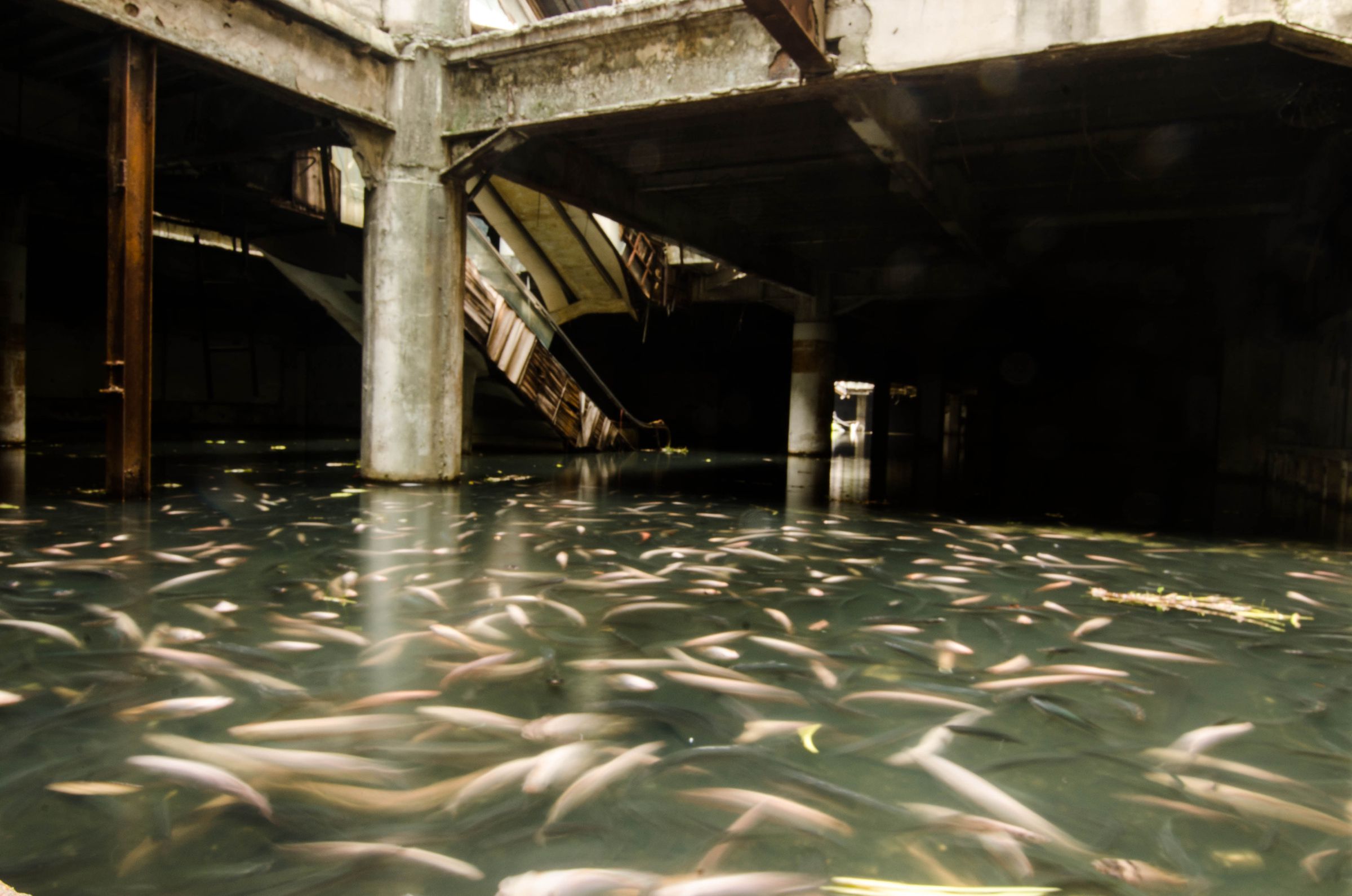 Abandoned 'New World' shopping mall is overrun with catfish