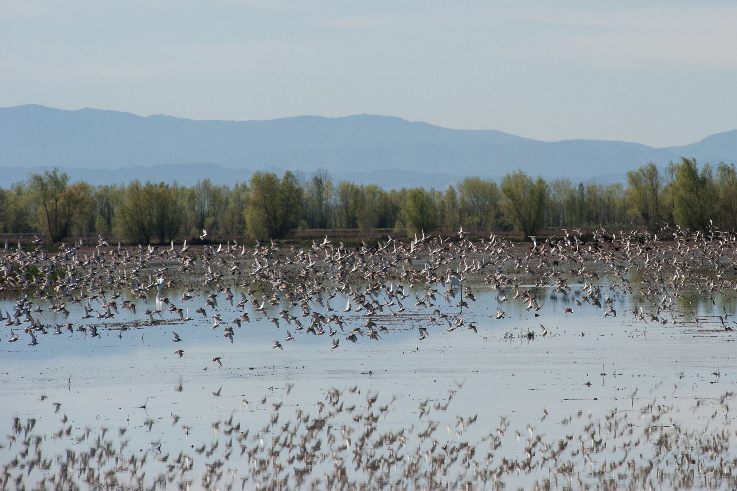 Dunlin flock in the Central Valley 