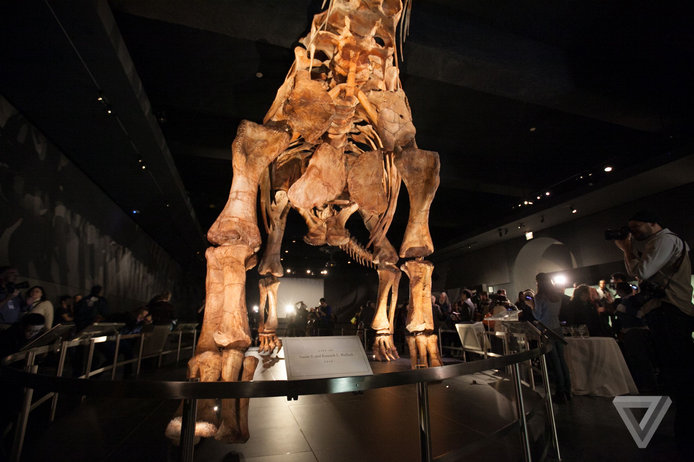 Titanosaur at The American Museum of Natural History