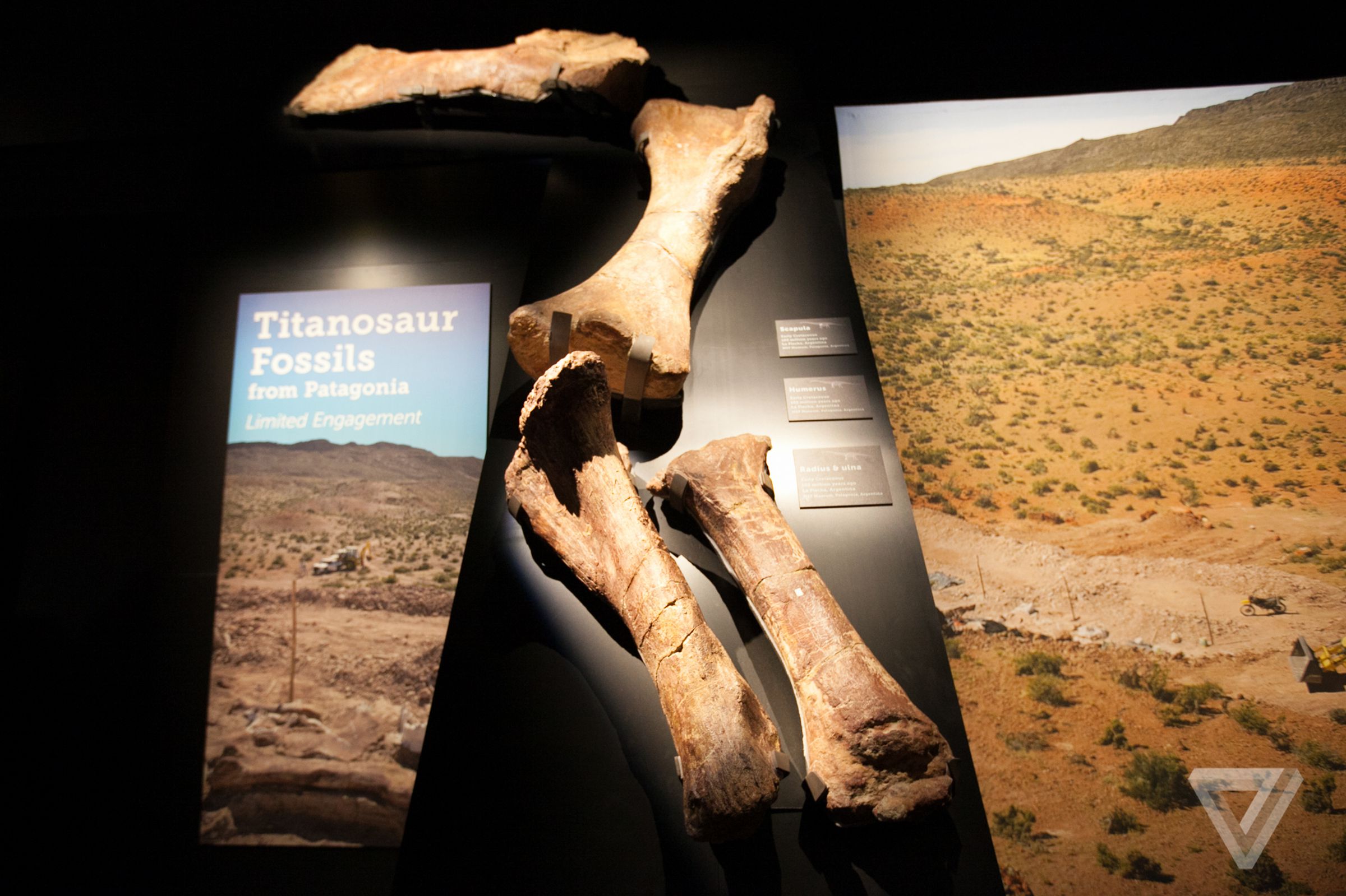 Titanosaur at The American Museum of Natural History