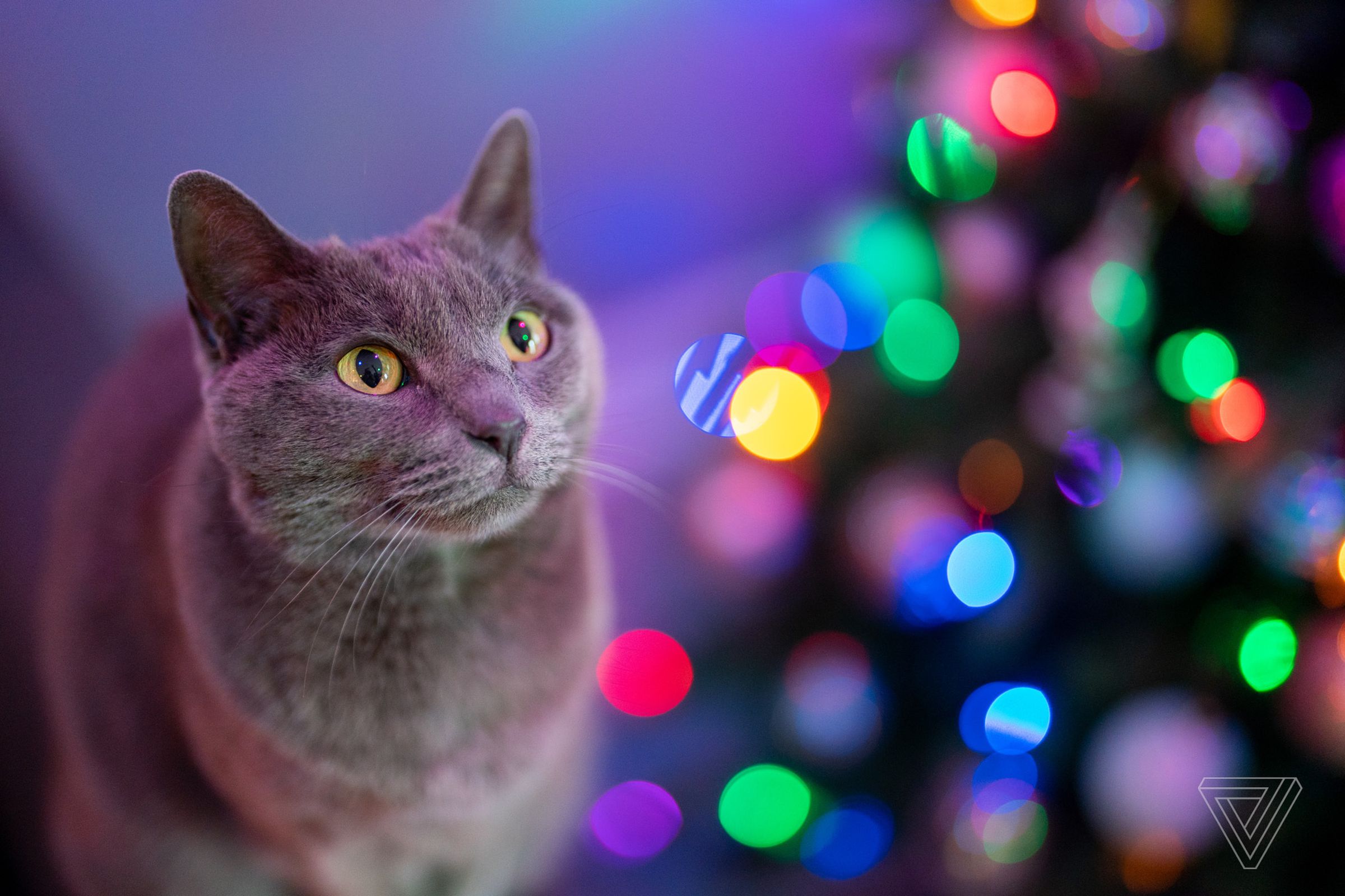 Cat in front of tree lights