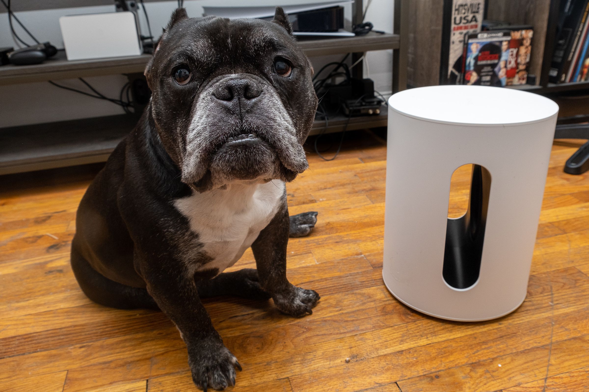 An image of a mixed breed dog next to the Sonos Sub Mini subwoofer.