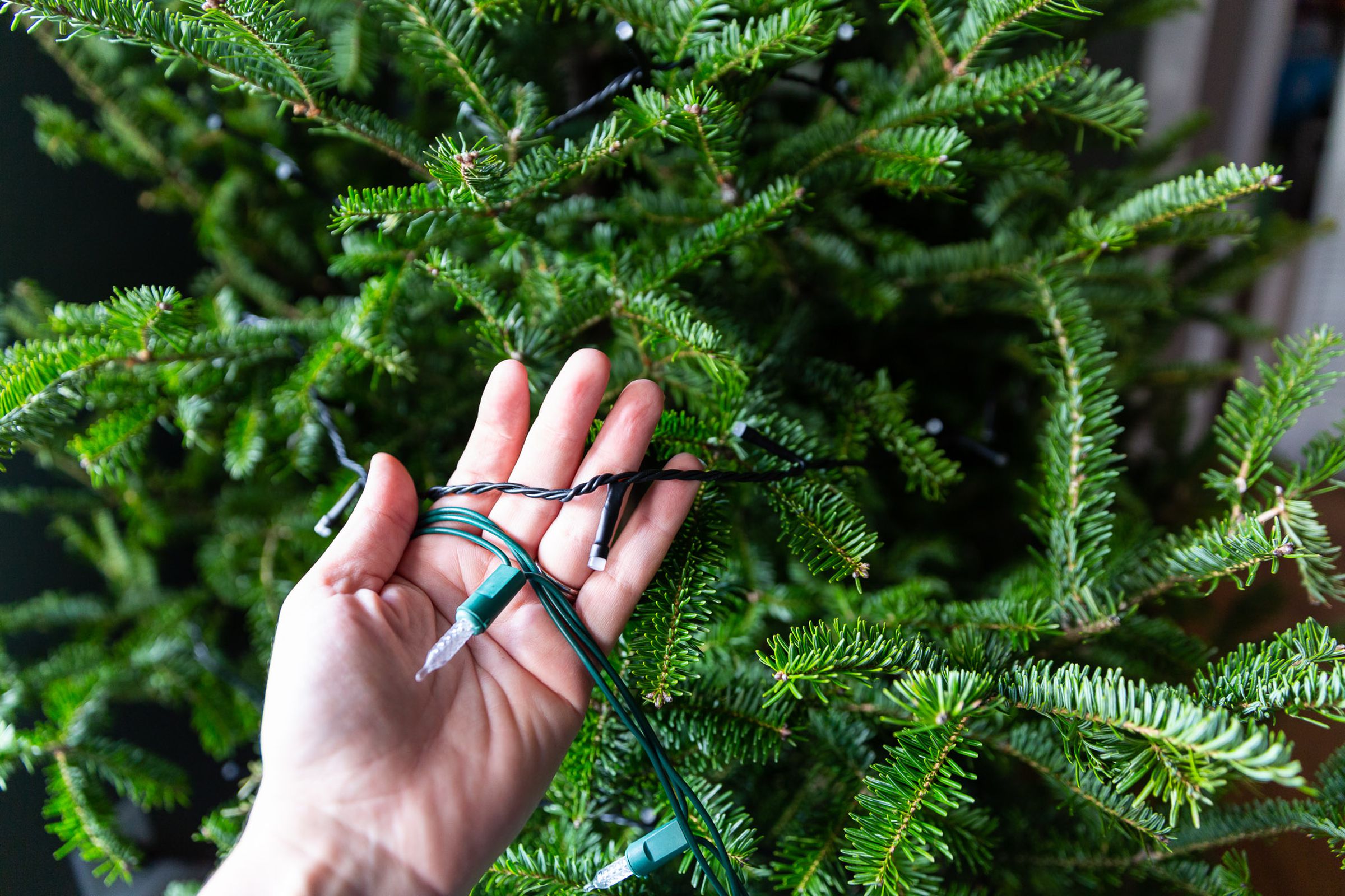 A hand in front of a Christmas tree, holding a standard strand of string lights and a much slimmer strand of Hue string lights.