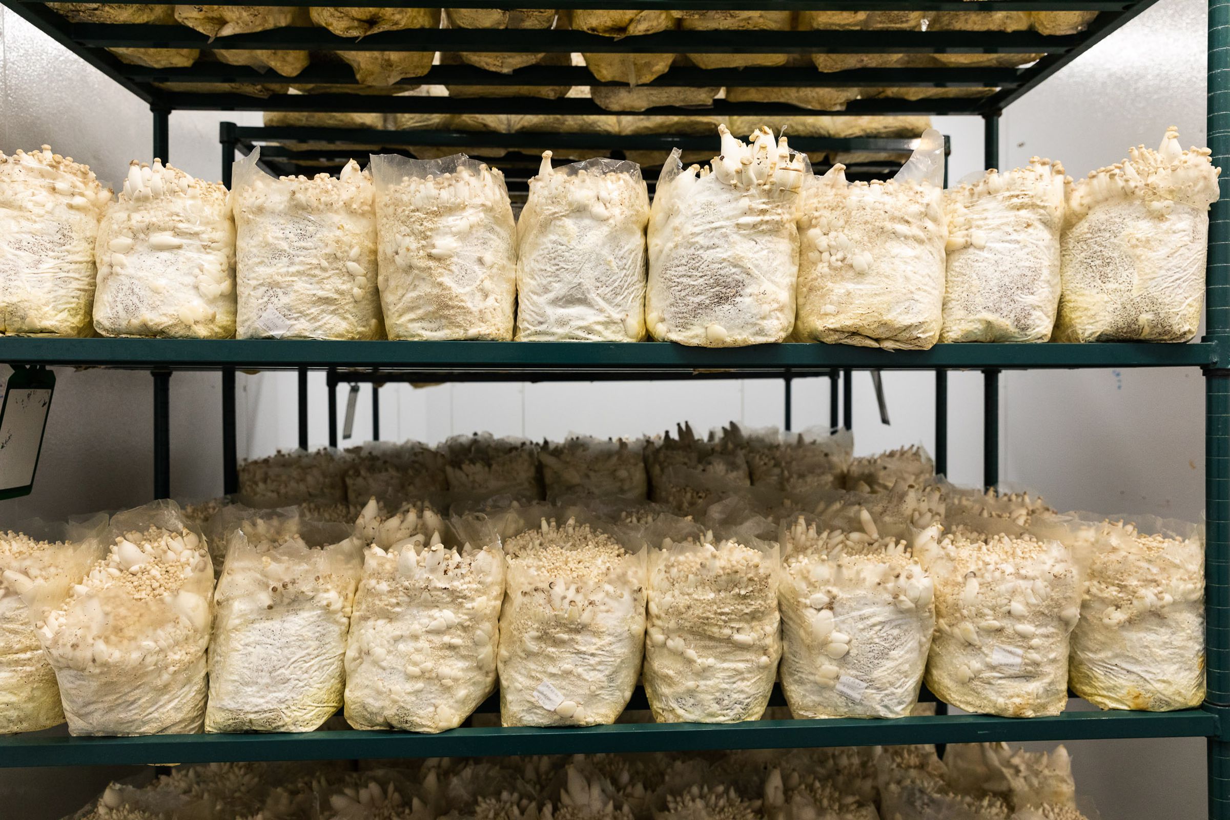 Rows of shelving units hold dozens of blocks that trumpet mushrooms grow from.