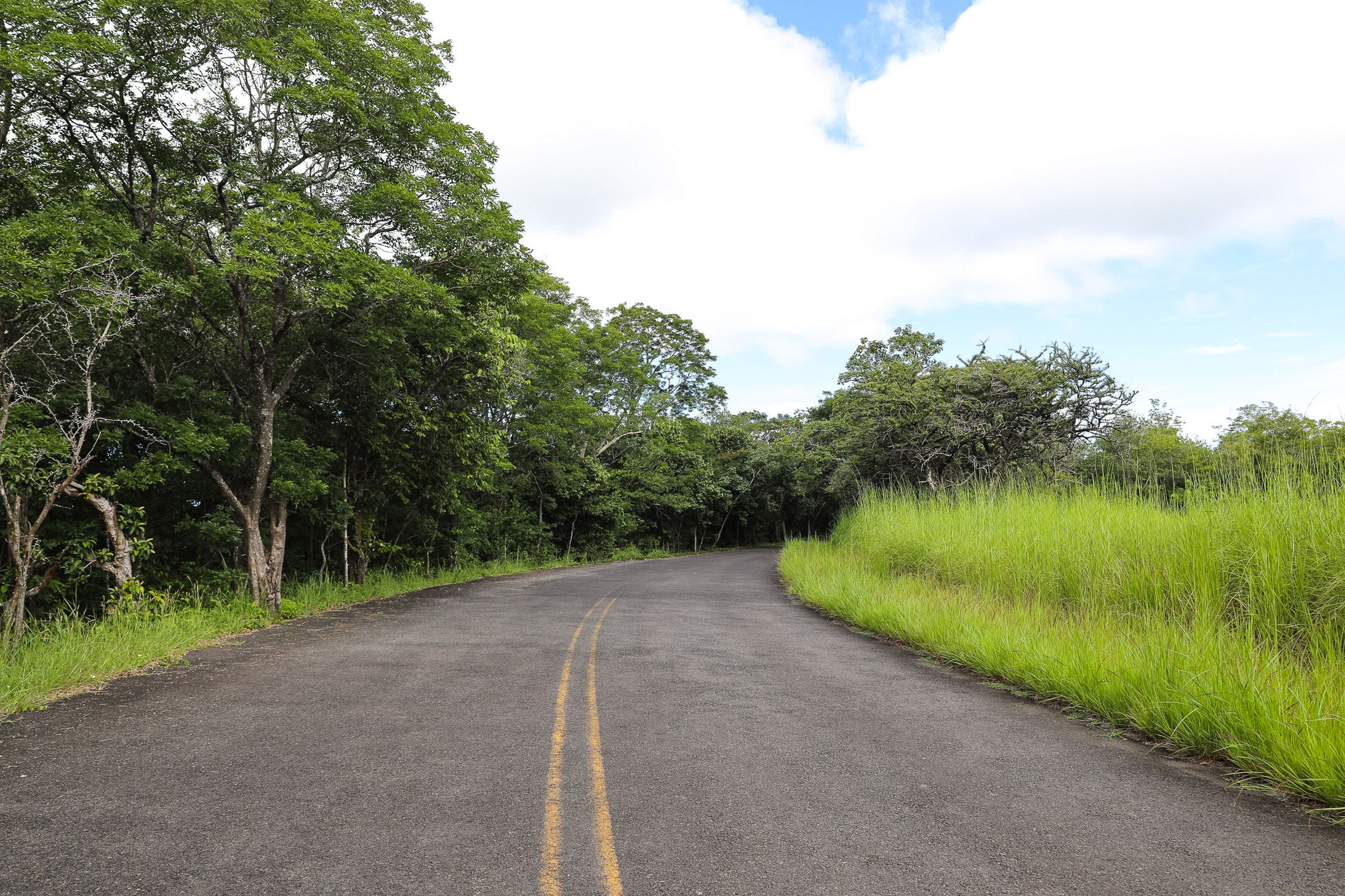 A paved two-lane road with tree canopy on the left side and tall grass on the right side.