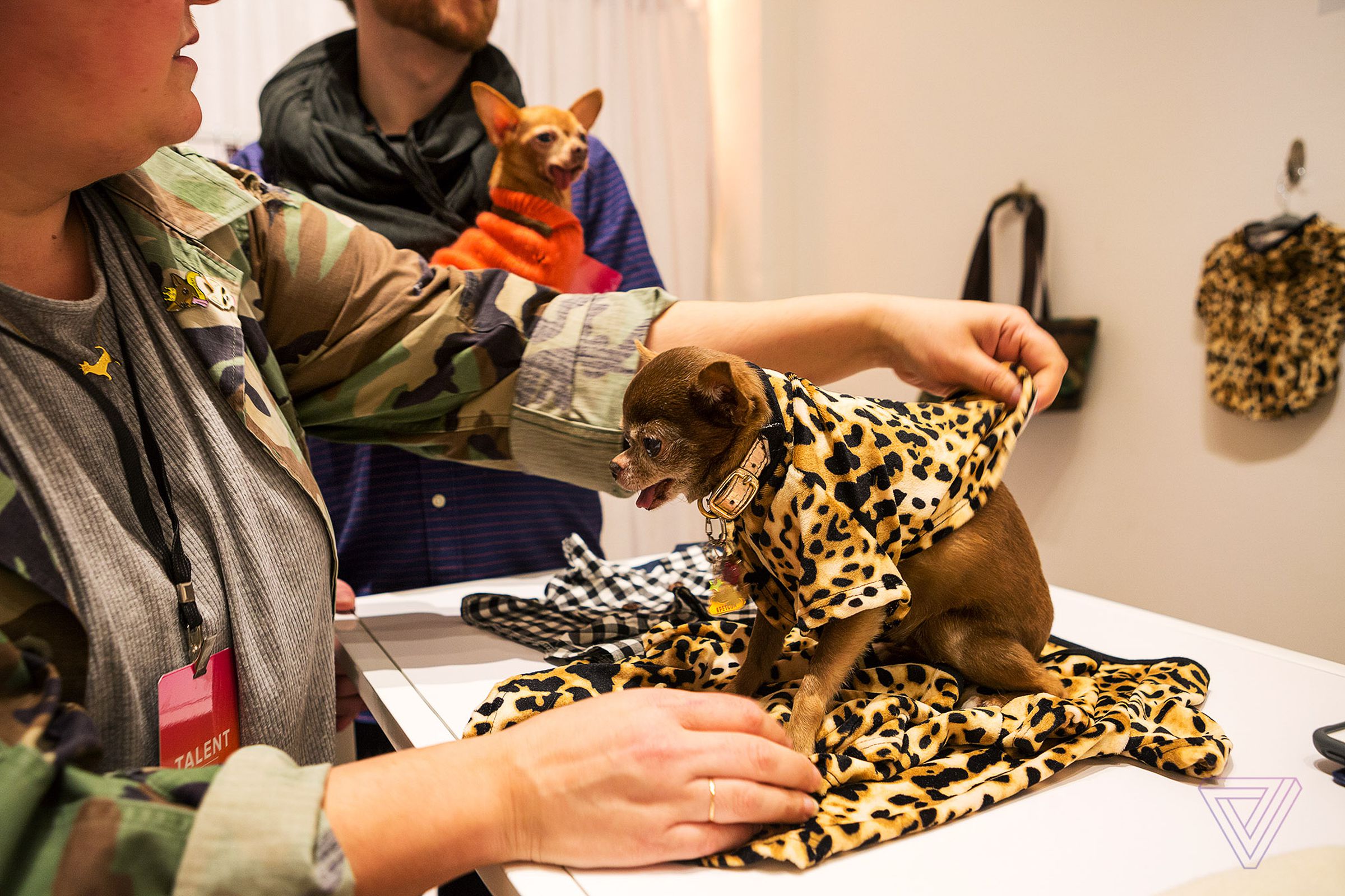 Chloe Kardoggian (@chloekardoggian) tries on a $55 leopard print pull-over at a retail booth PetCon. The chihuahua has 152,000 followers on Instagram and boasts a closet of “50 outfits plus about 3 bins of wigs, accessories and props, not to mention her motorized car which does not fit in a bin” owner Dorie Herman told The Verge via email.
