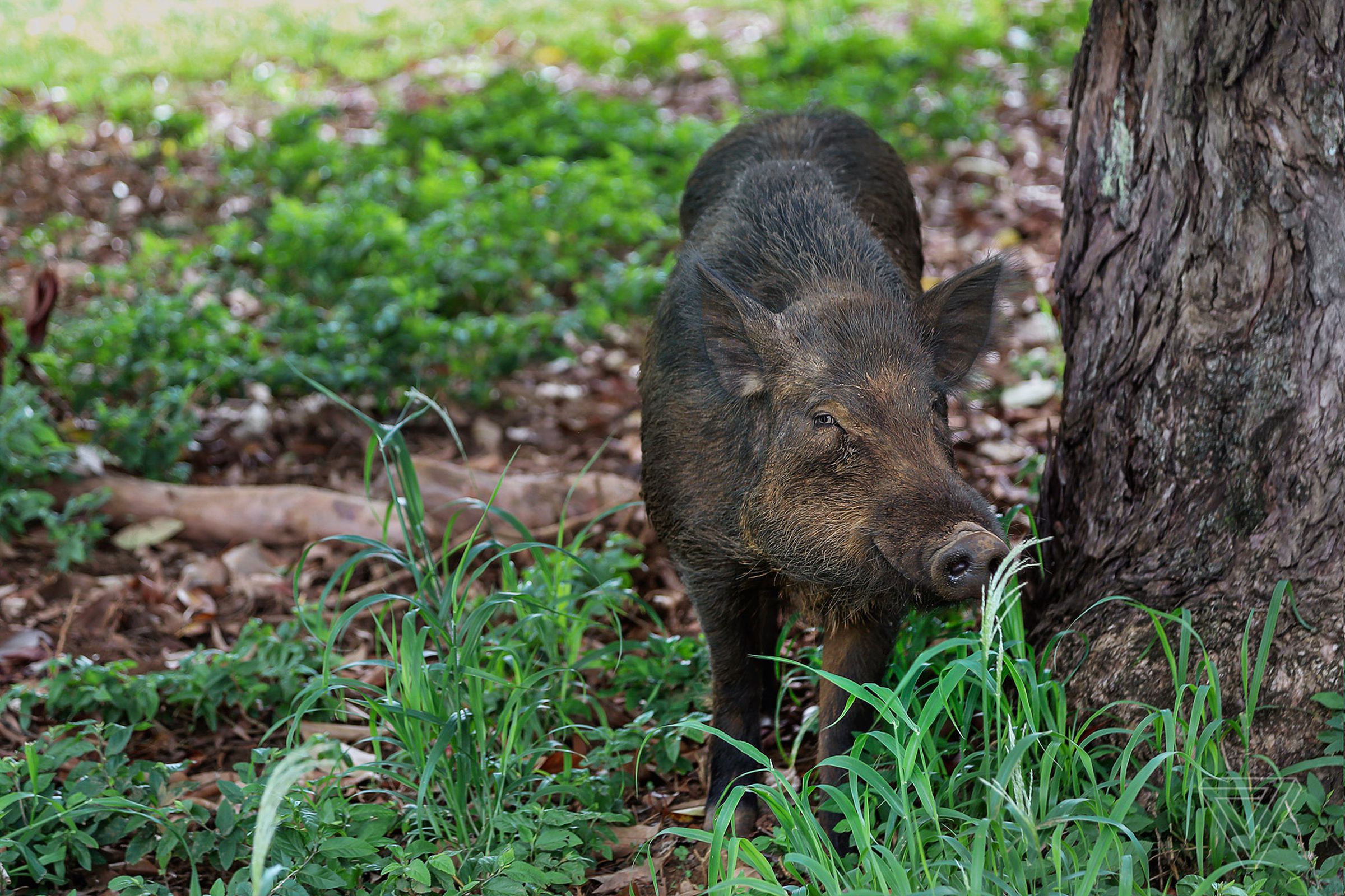 Feral pigs are a menace to Hawaii’s native plants.