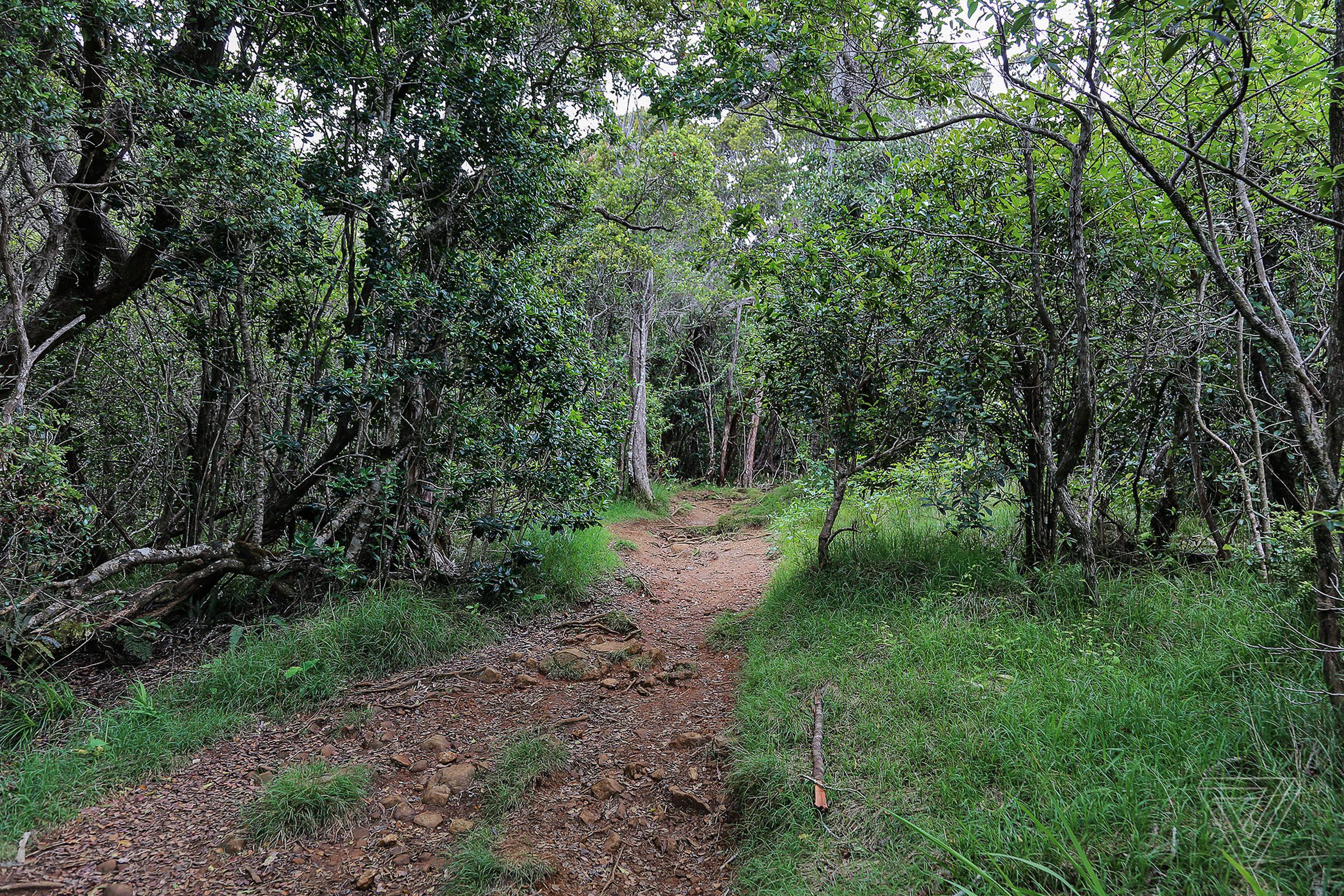 The trail in Kauaʻi’s Kokeʻe State Park.