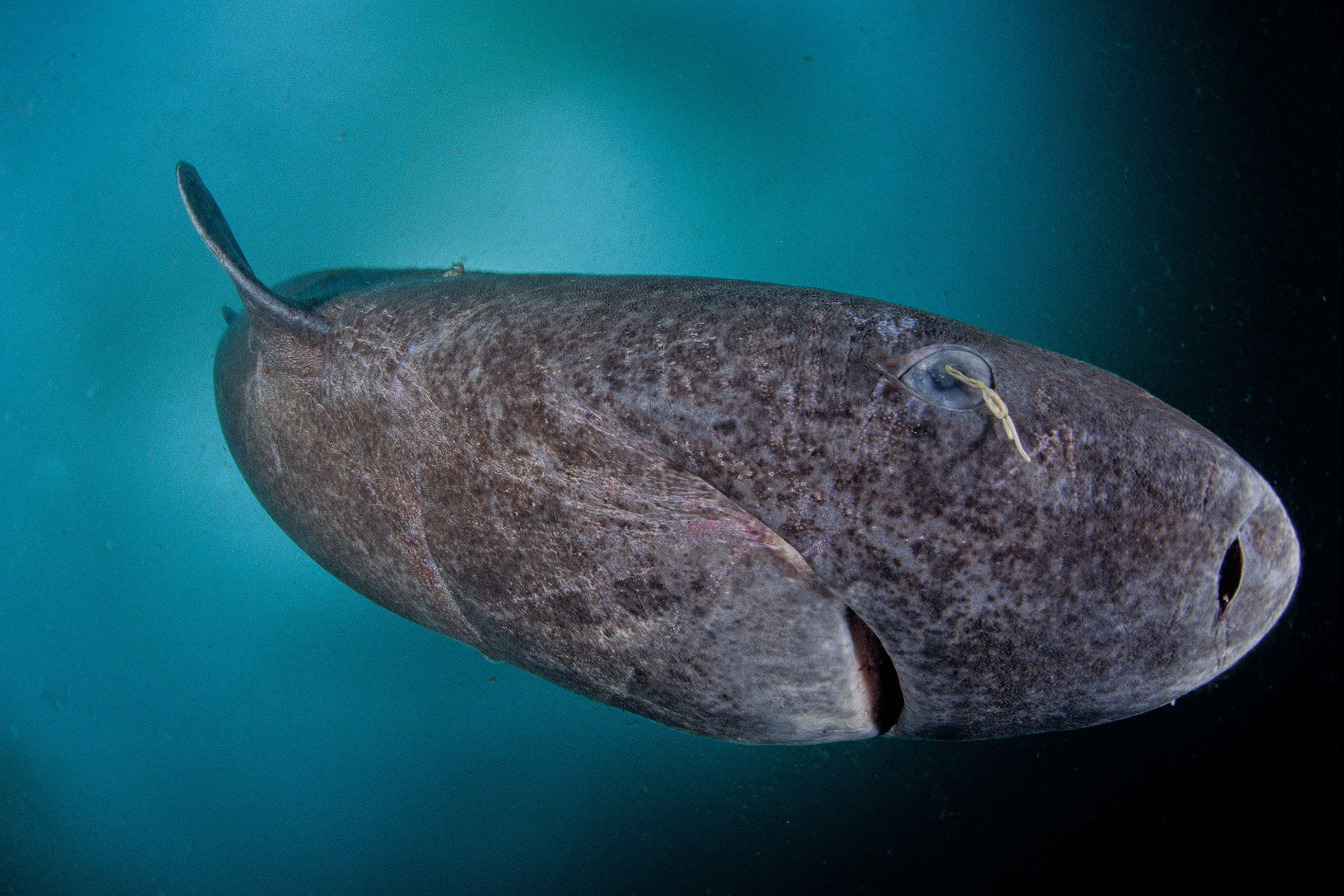 A Greenland shark with a crustacean parasite in its eye.