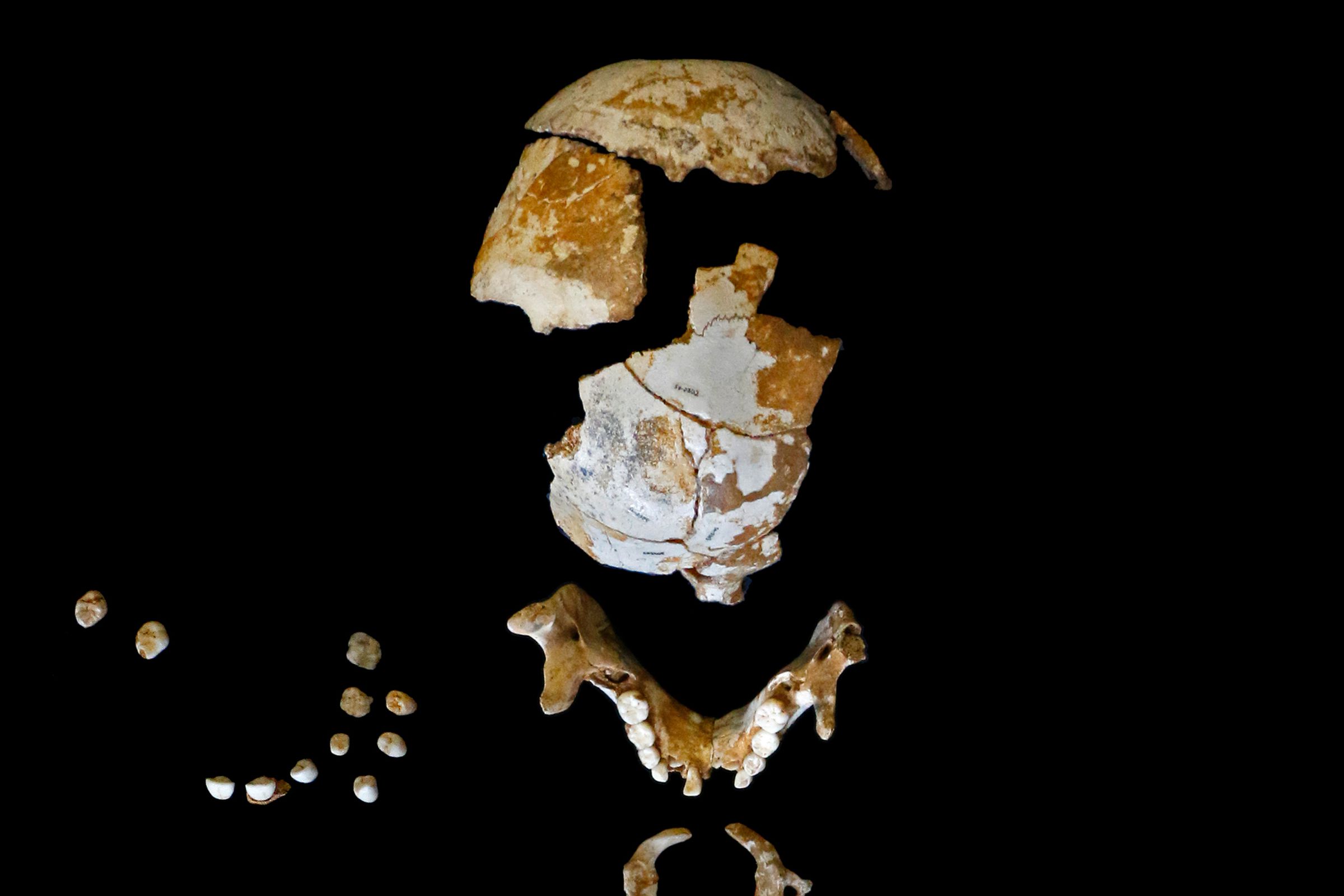 The skull of the Neanderthal boy analyzed in the study.