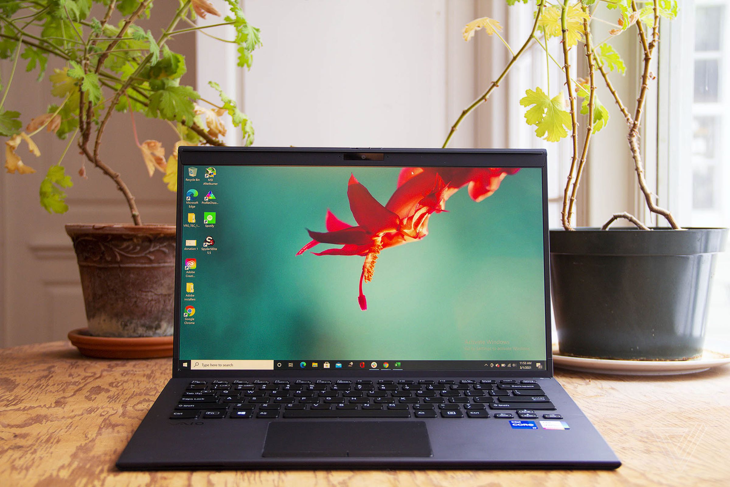 The Vaio Z laptop on a table with two plants in the background. The screen displays a red flower on a blue background.