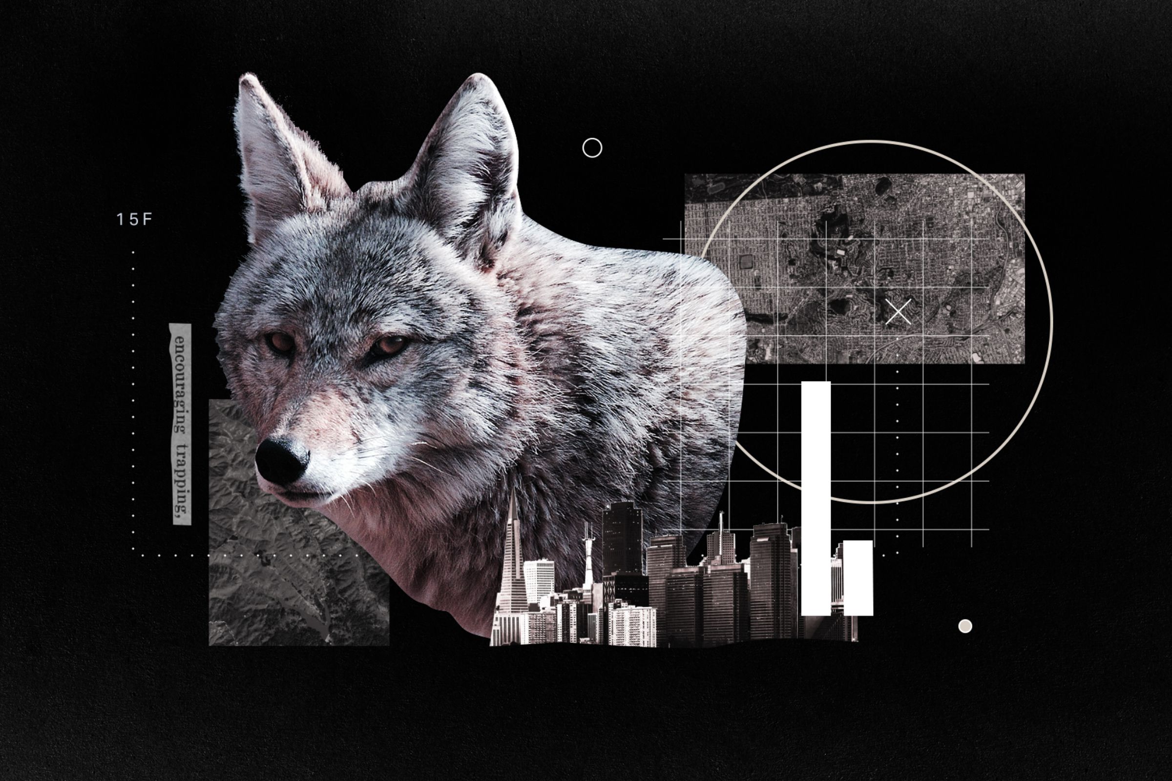collage of a coyote and a cityscape
