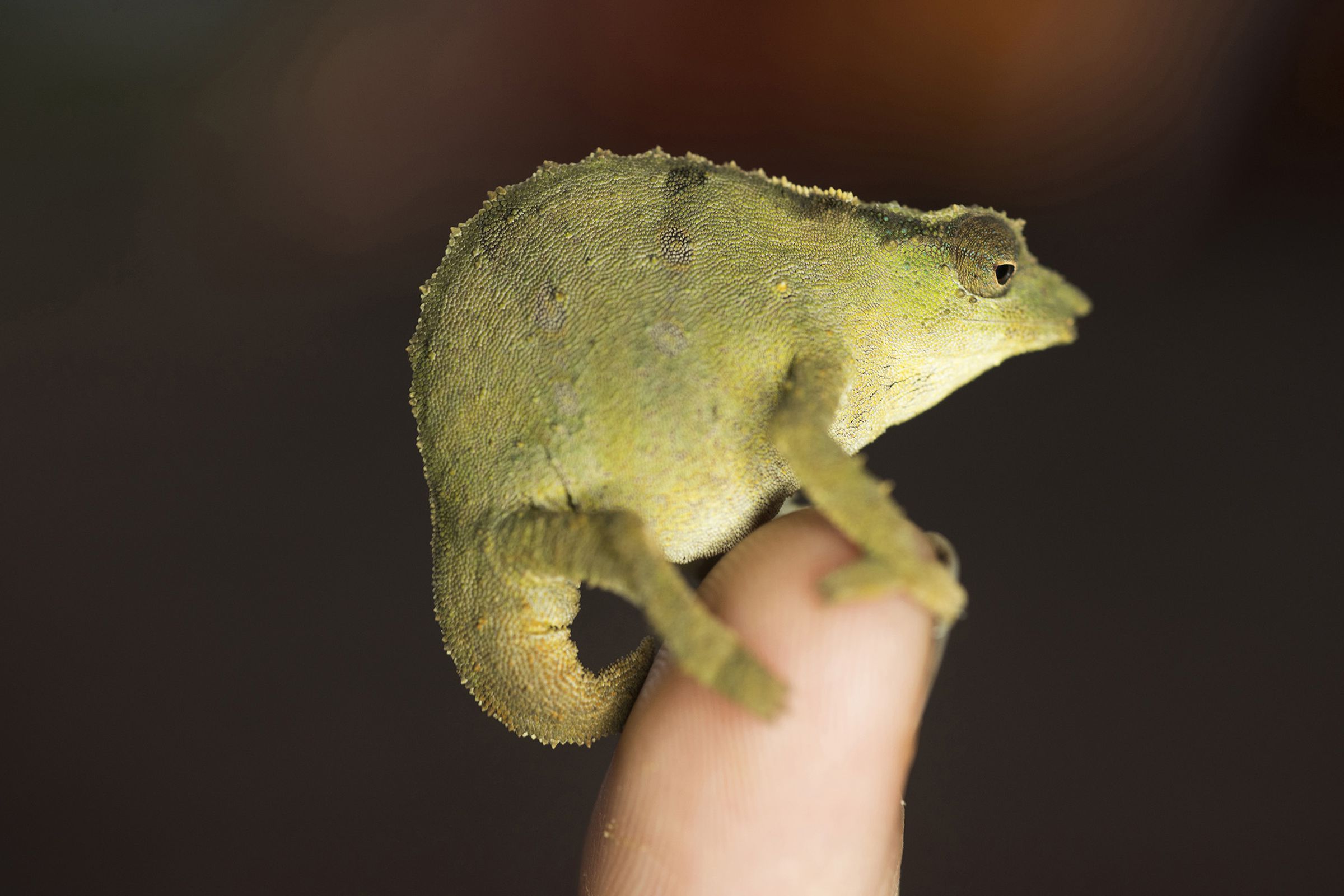 A Rhampholeon, or Dwarf Chameleon, found during the expedition in another forest on nearby Mount Socone.