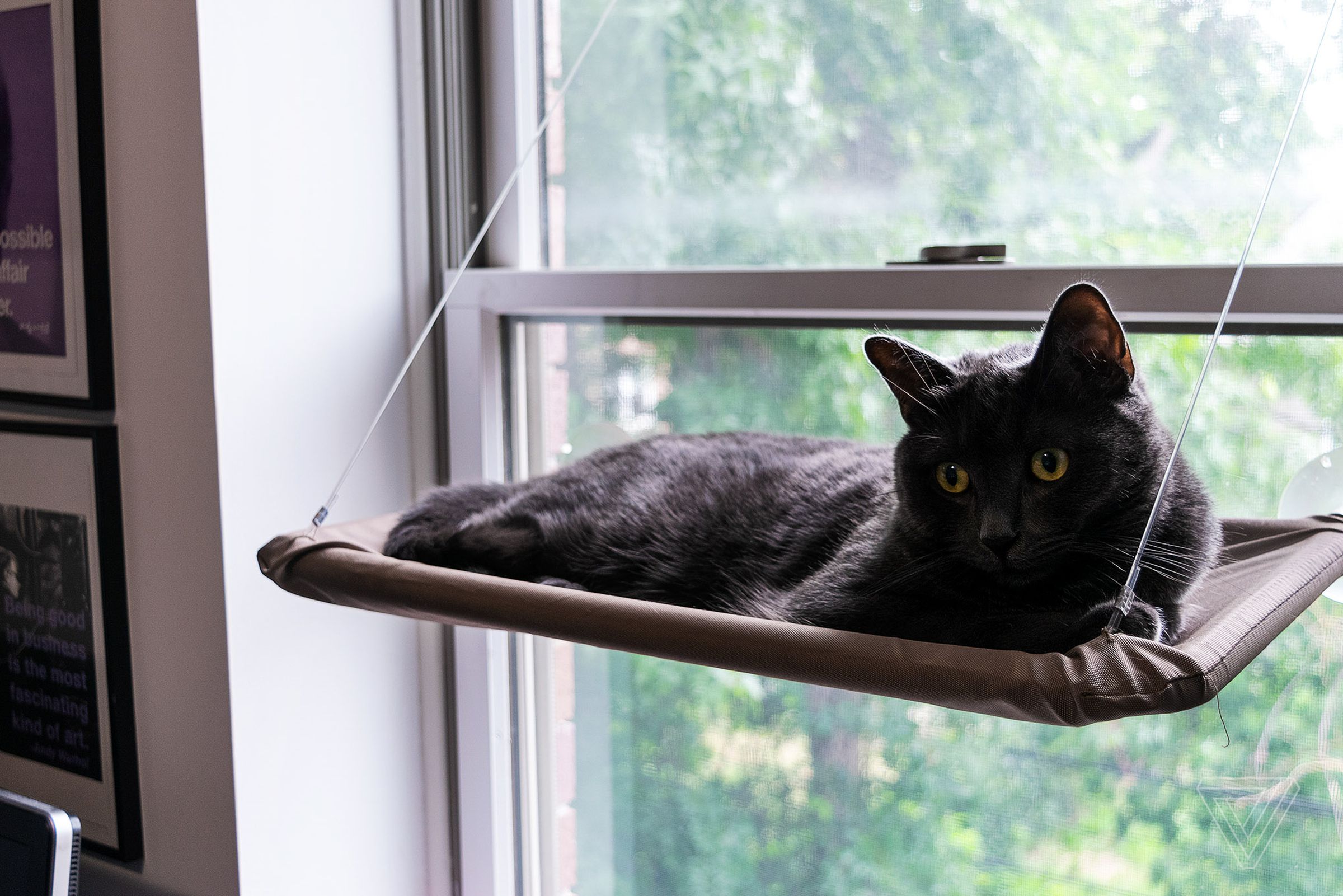 Black cat on leather shelf at window
