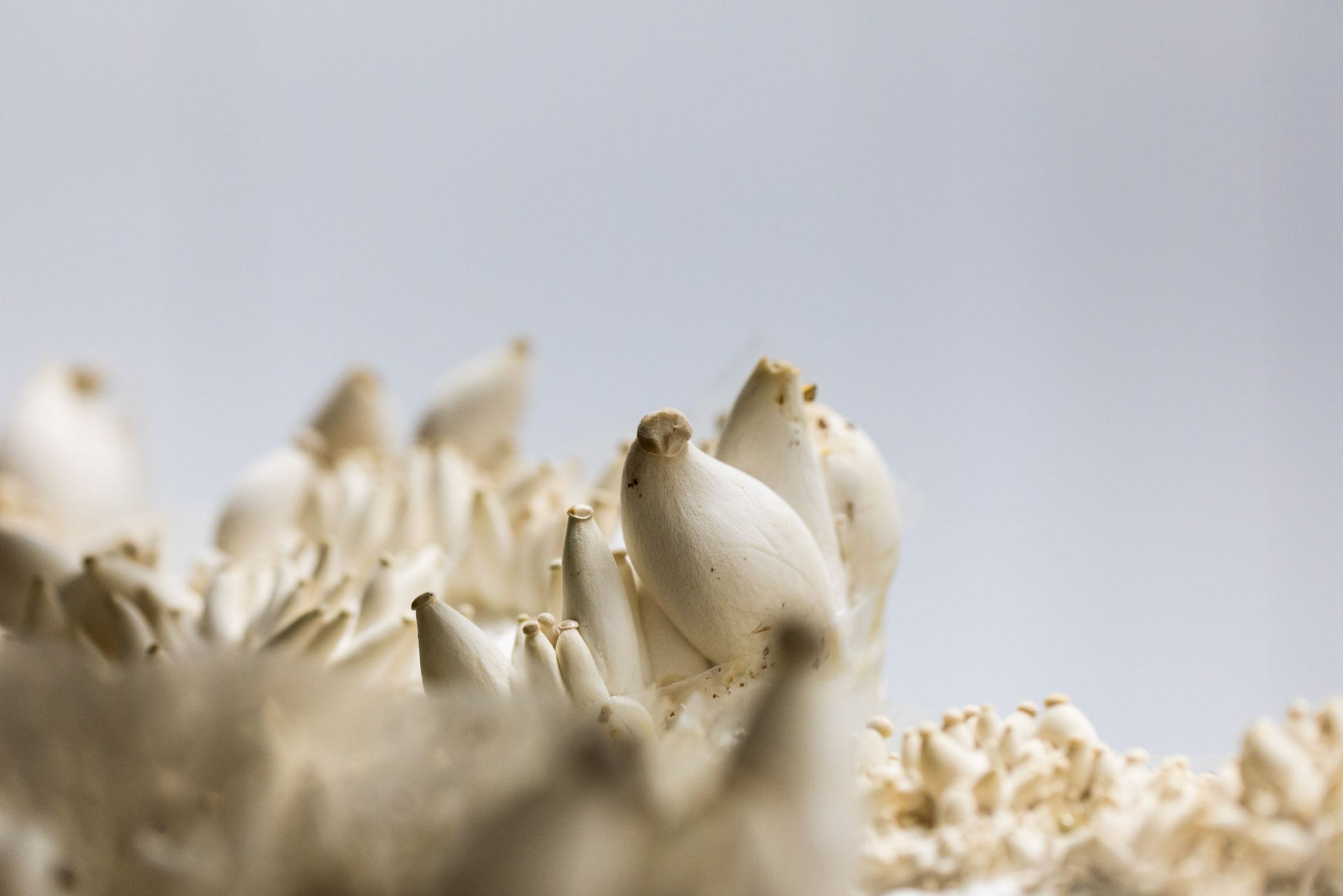 A close-up of a cluster of dozens of small, growing trumpet mushrooms.
