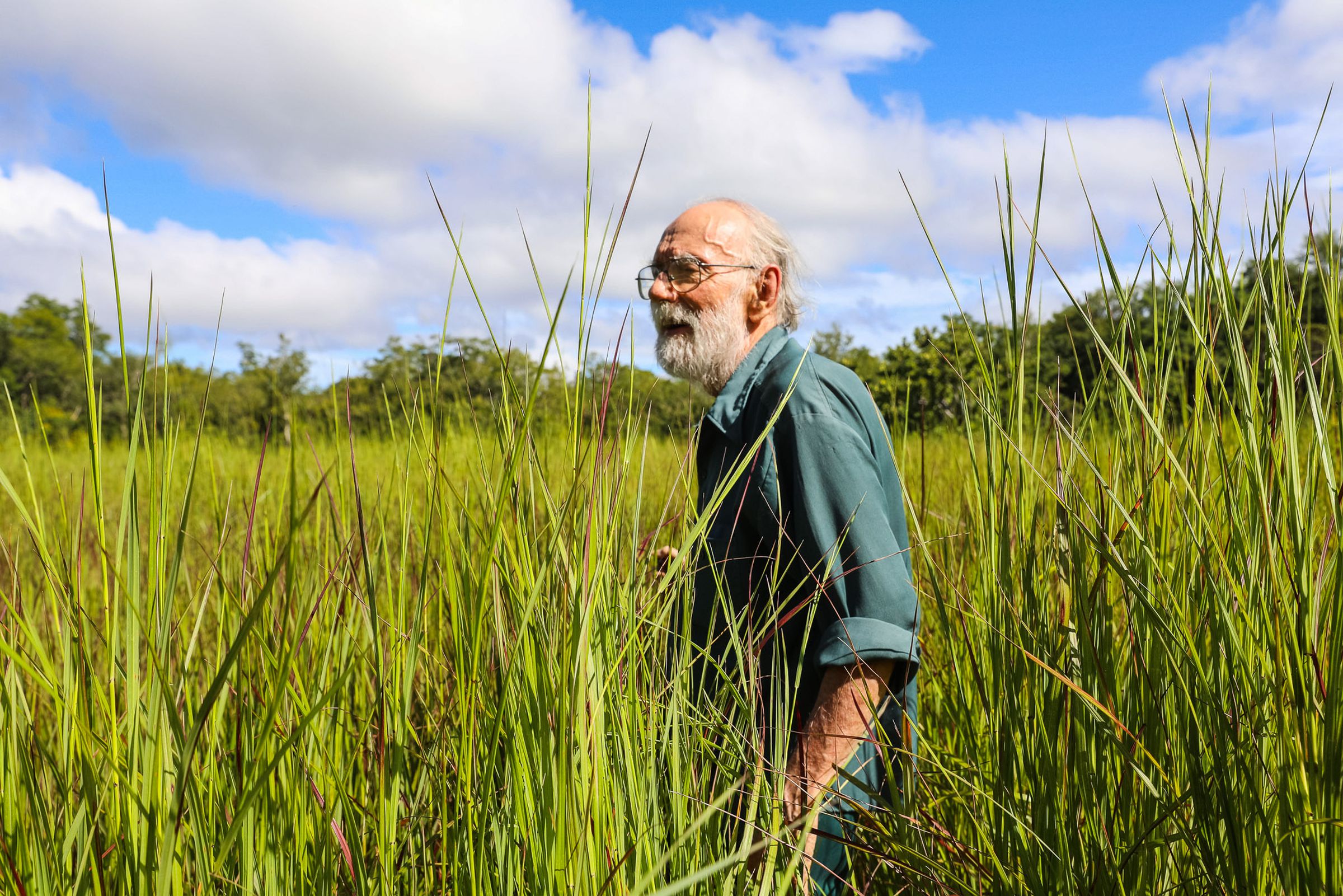 An older man wearing glasses stands amid grass that is nearly as tall as he is.