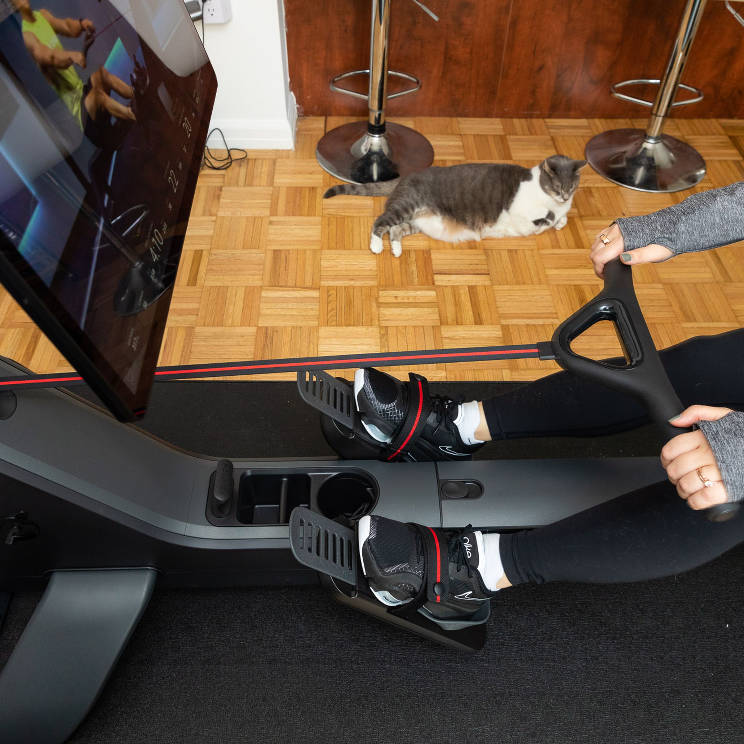 Person using the Peloton Row while a rotund cat looks on with disgust.