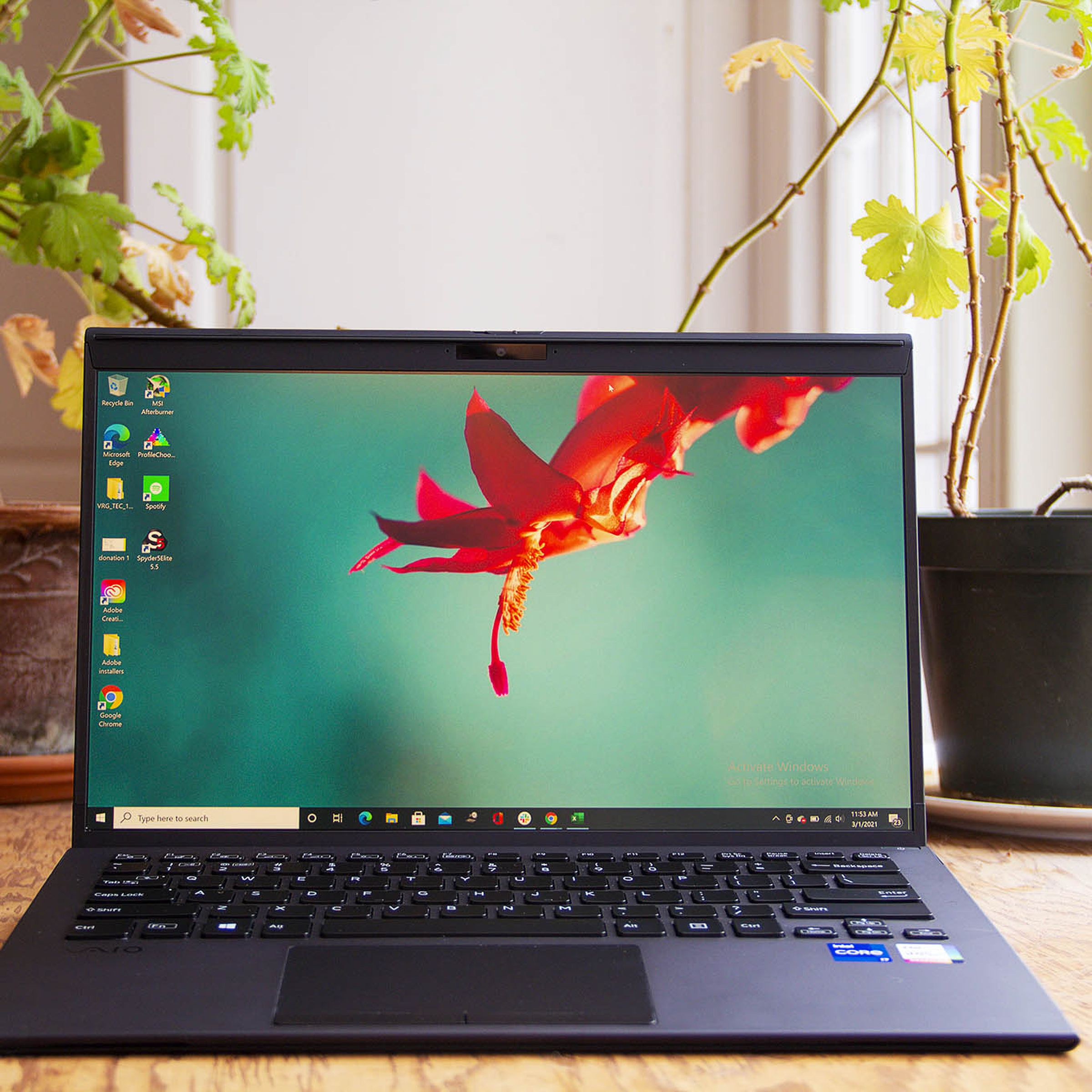 The Vaio Z laptop on a table with two plants in the background. The screen displays a red flower on a blue background.