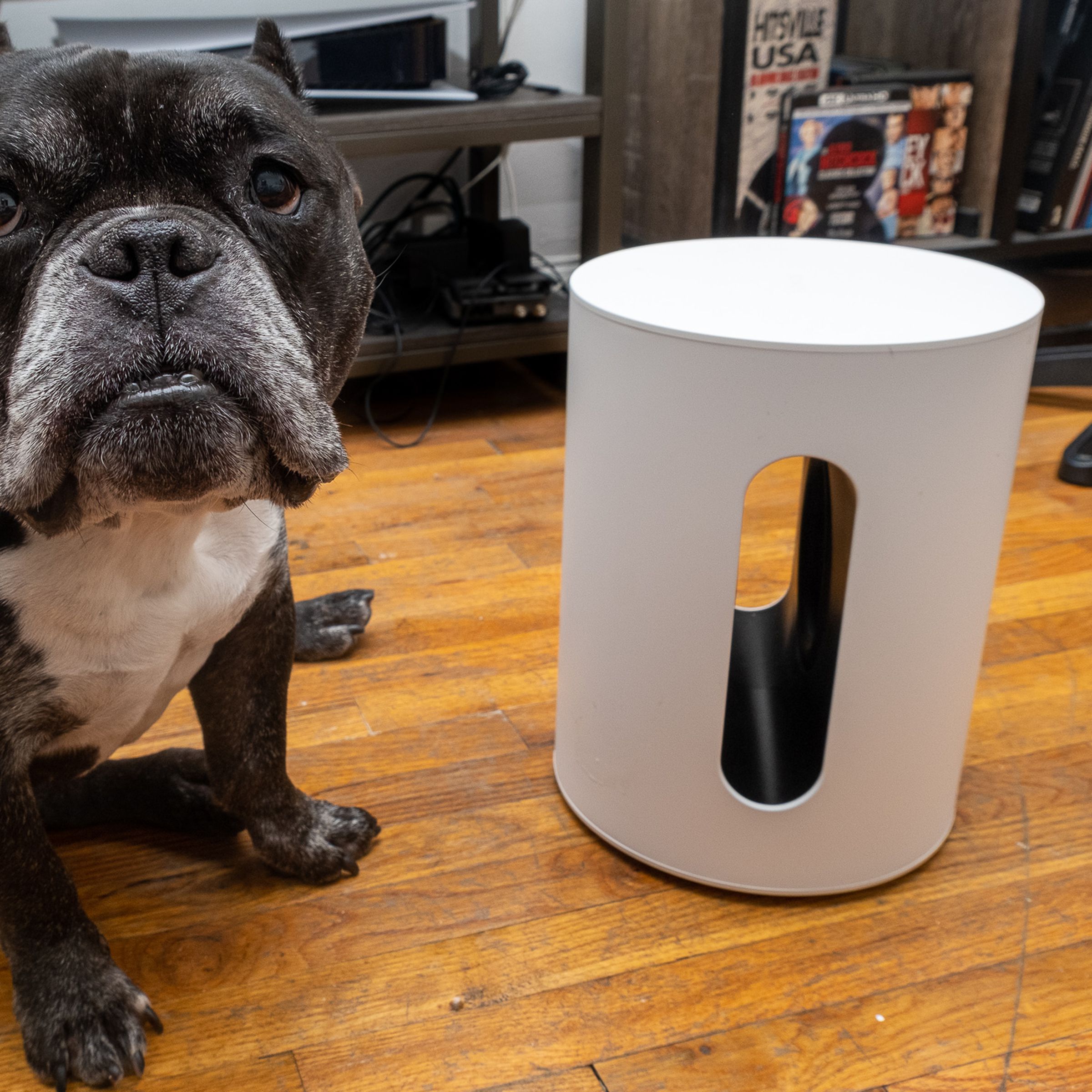 An image of a mixed breed dog next to the Sonos Sub Mini subwoofer.