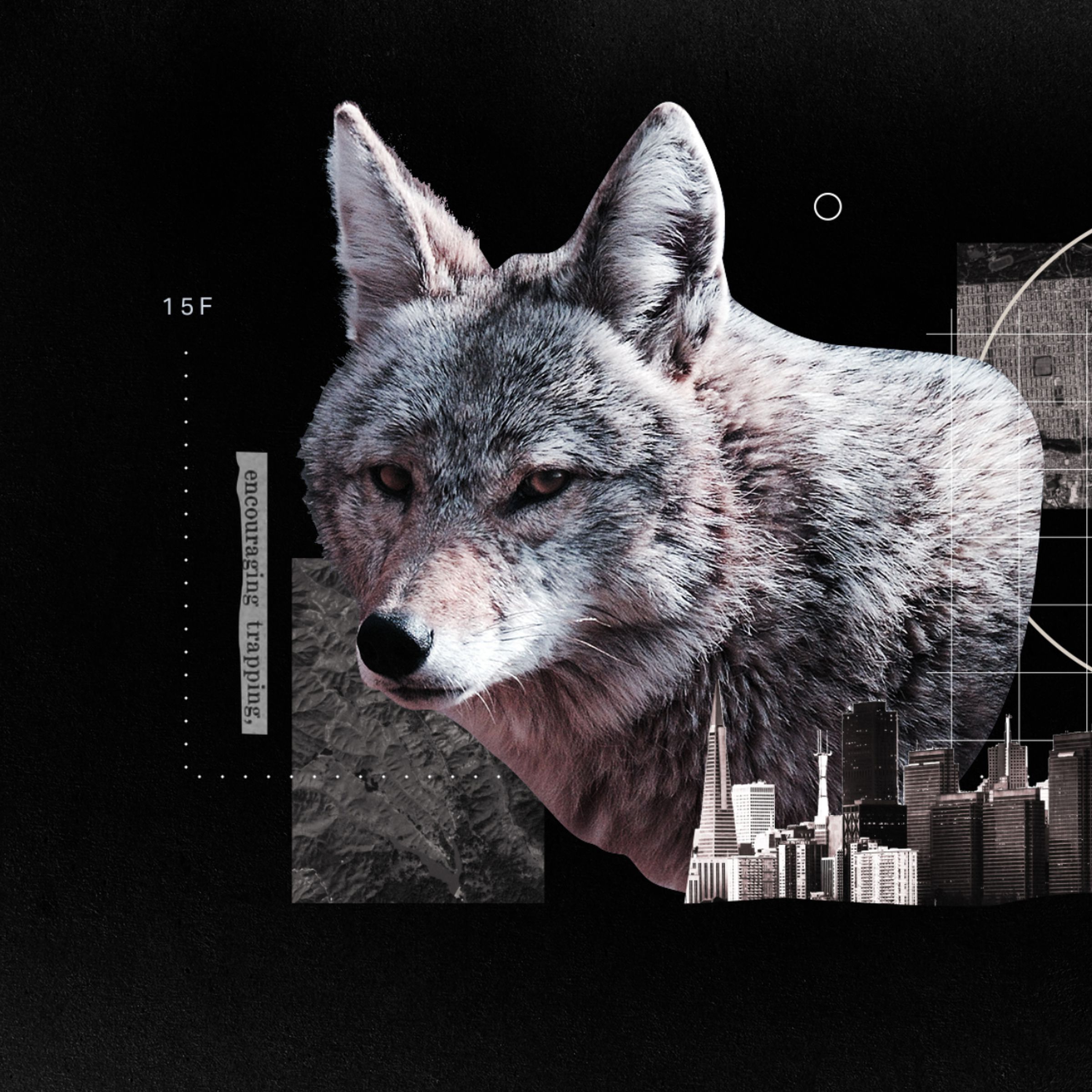 collage of a coyote and a cityscape