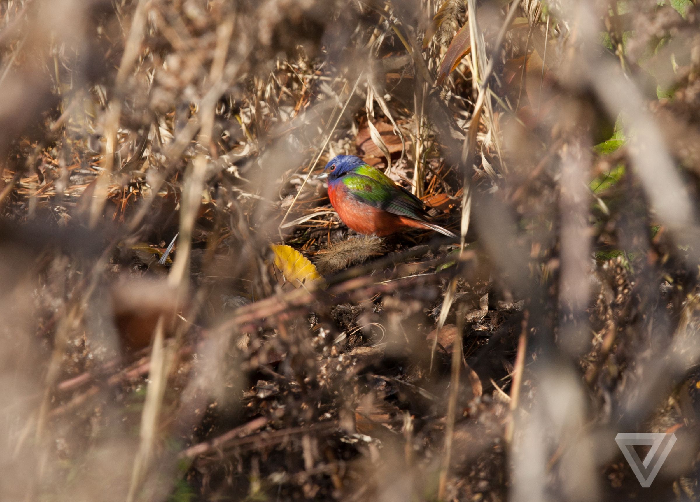 Painted Bunting in Prospect Park