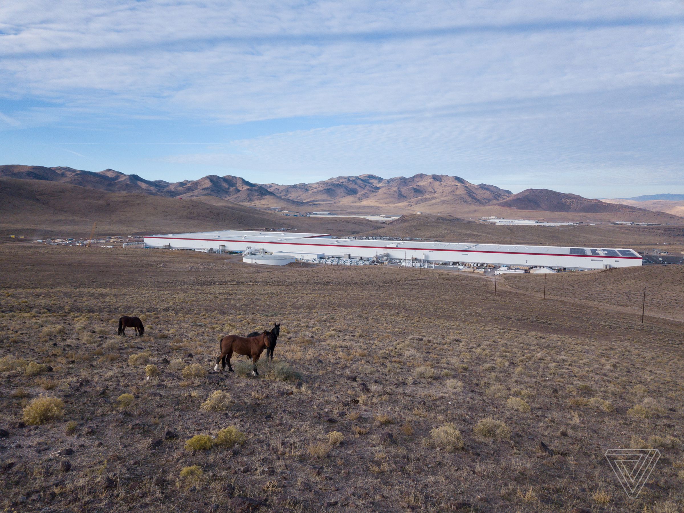 Wild horses roam on a hill behind Tesla’s Gigafactory.