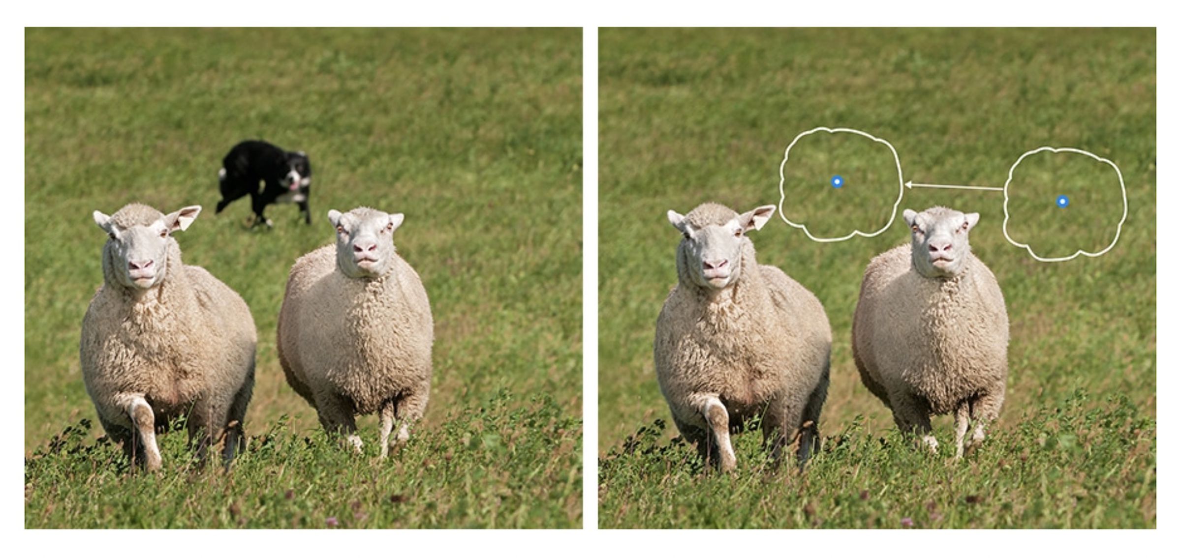A screenshot of the previous heal tool in Adobe Lightroom being demonstrated on a scene with sheep and a dog in the background.
