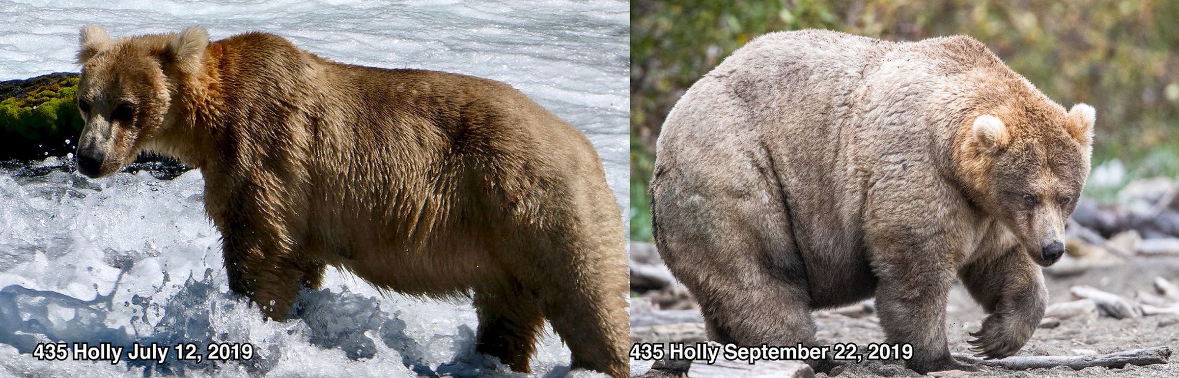 Fat Bear Week Champion Holly before and after plumping up on Brooks River Salmon