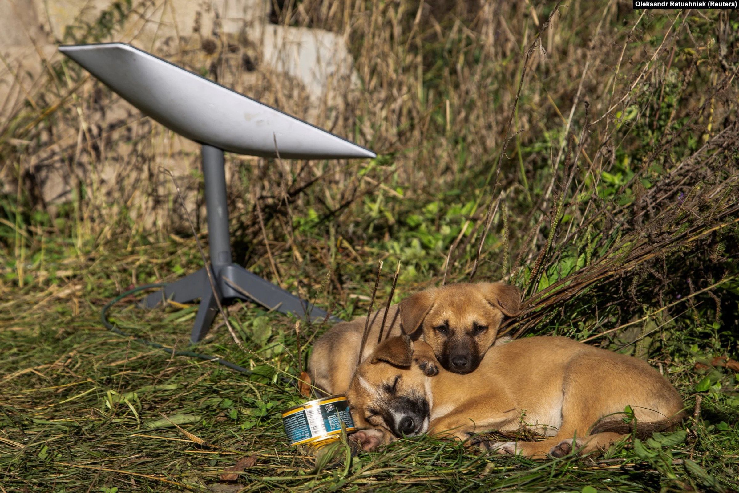Puppies rest next to a Starlink terminal near the recently liberated town of Lyman, Ukraine.
