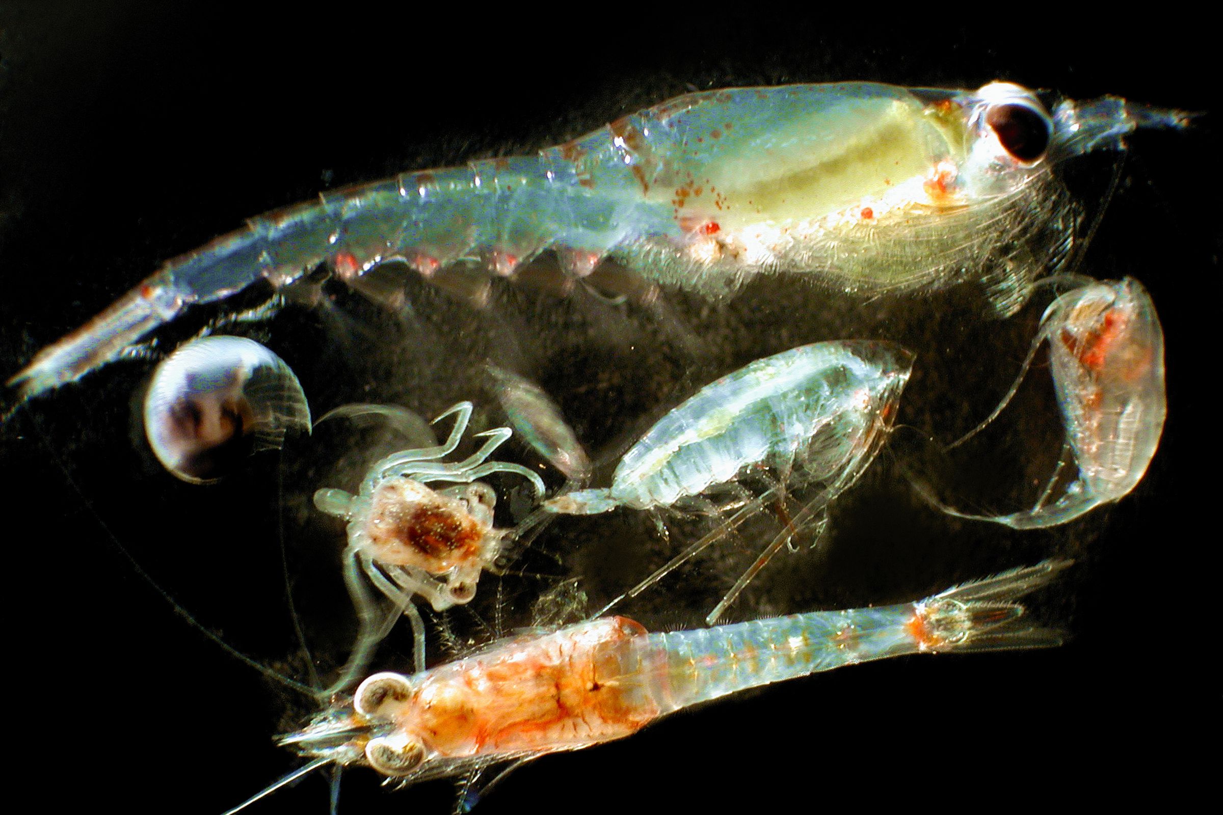 Фитопланктон зоопланктон пищевая. Криль зоопланктон. Зоопланктон веслоногие. Зоопланктоны ракообразные. Циклоп зоопланктон.