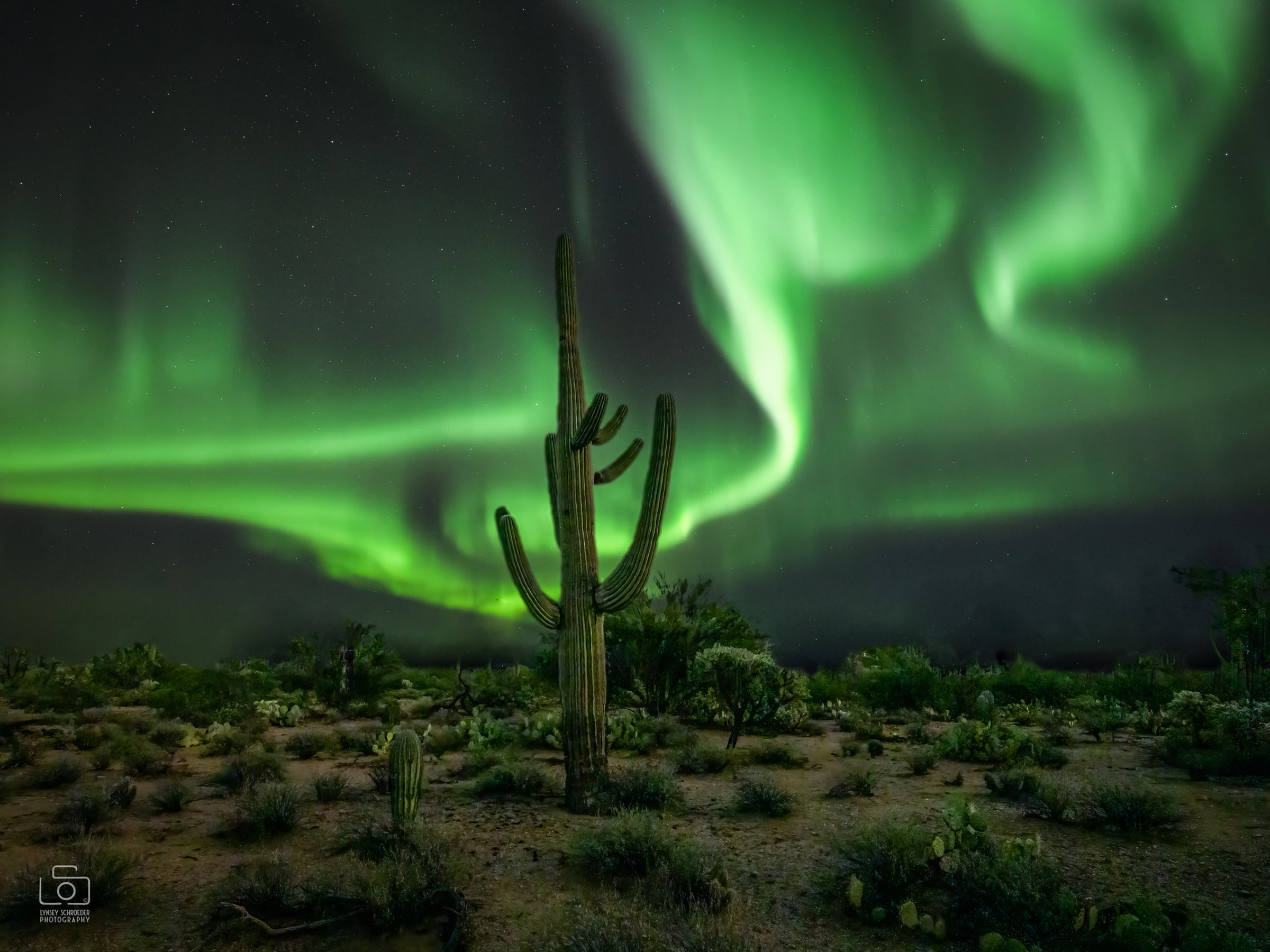 An edited picture of the northern lights behind a cactus. Schroeder made the sky replacement image for April Fools’ Day.