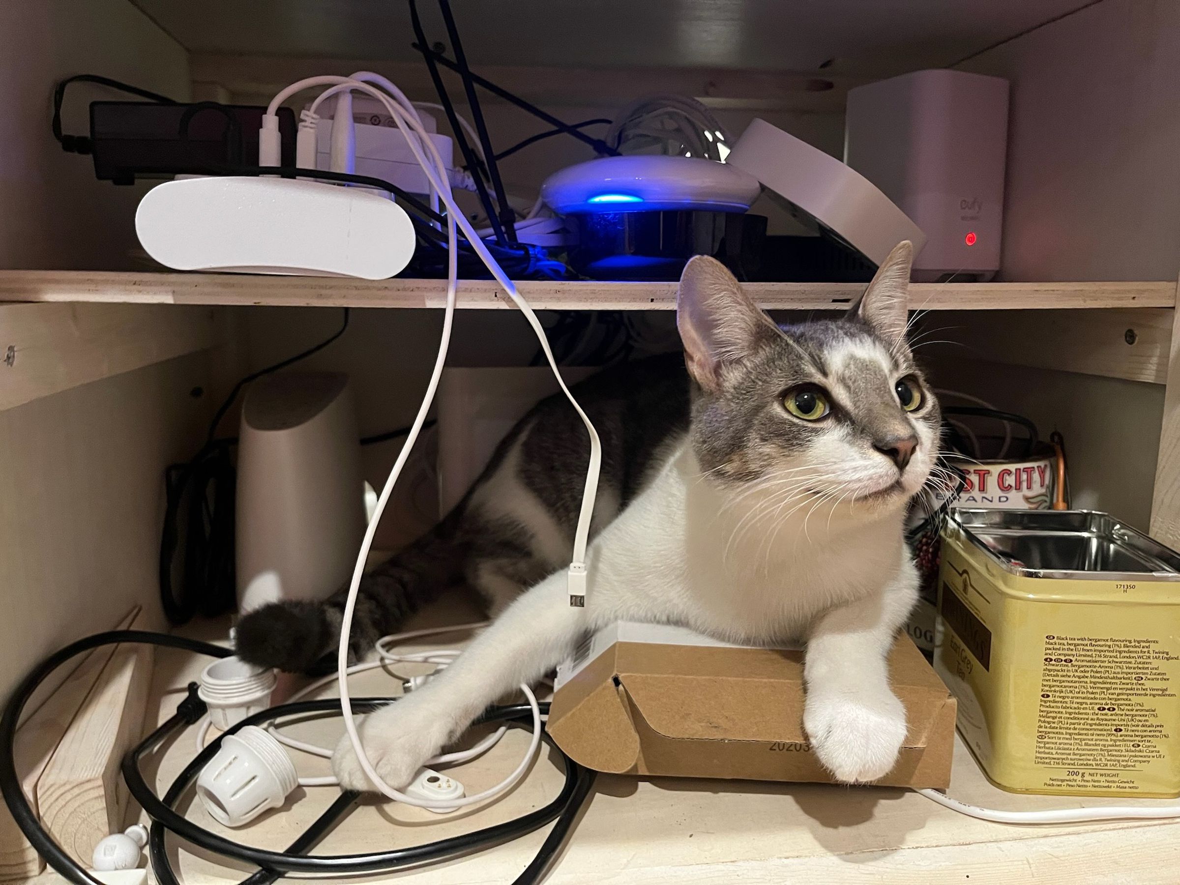 A cat in a cupboard surrounded by smart home hubs and bridges.