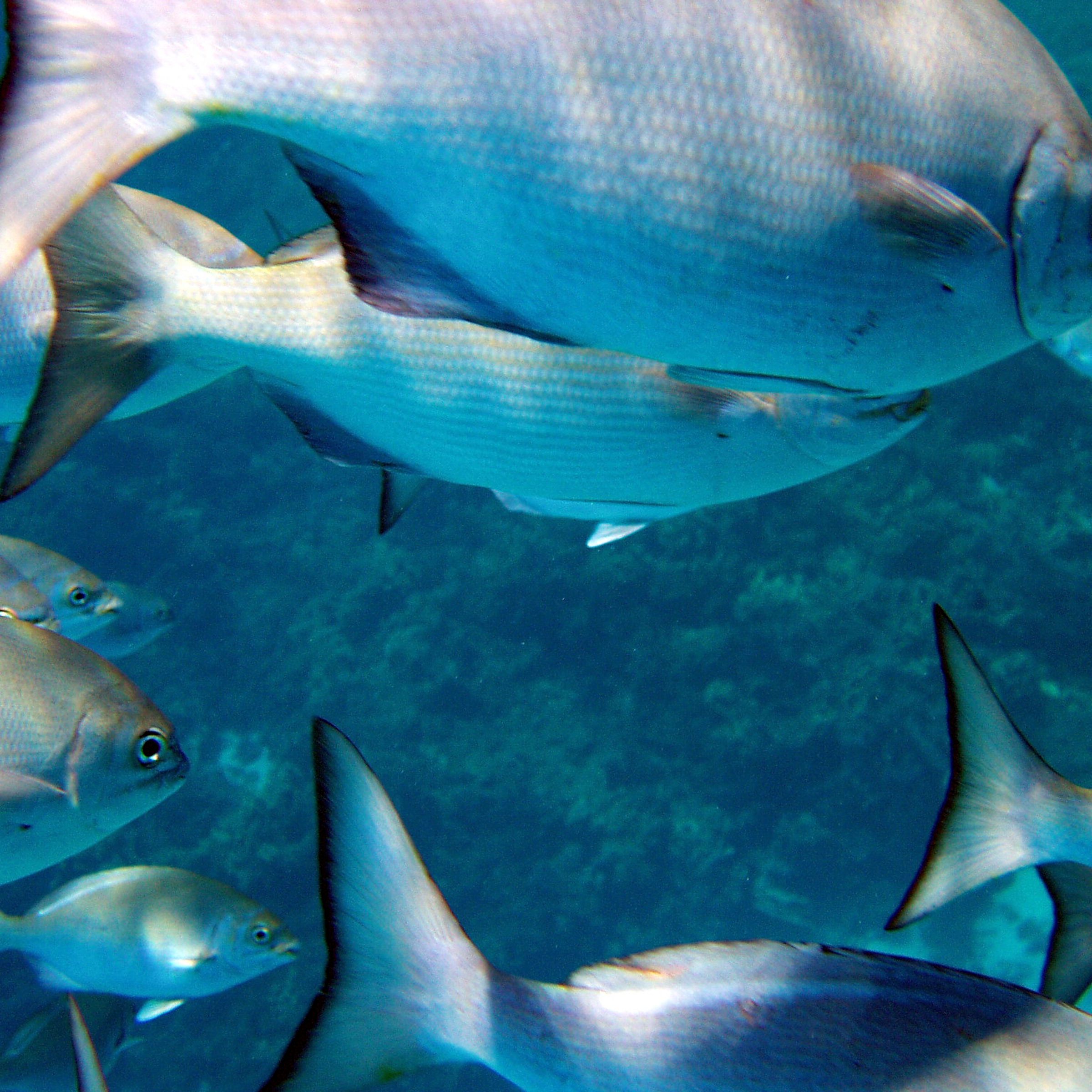 A school of chub (Kyphosus sp.). Hawaii, Papahanaumokuakea Marine National Monument