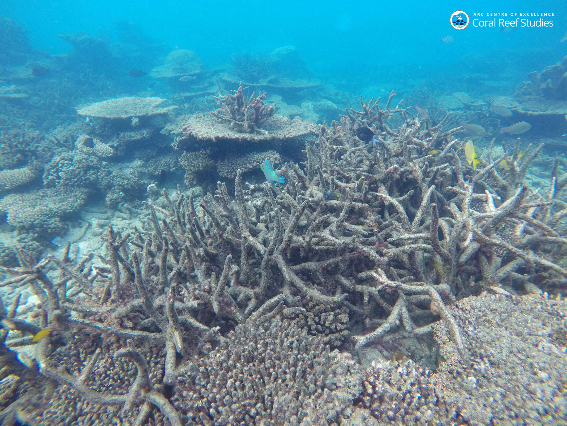 Dead staghorn coral killed by bleaching on the northern Great Barrier Reef, November 2016.