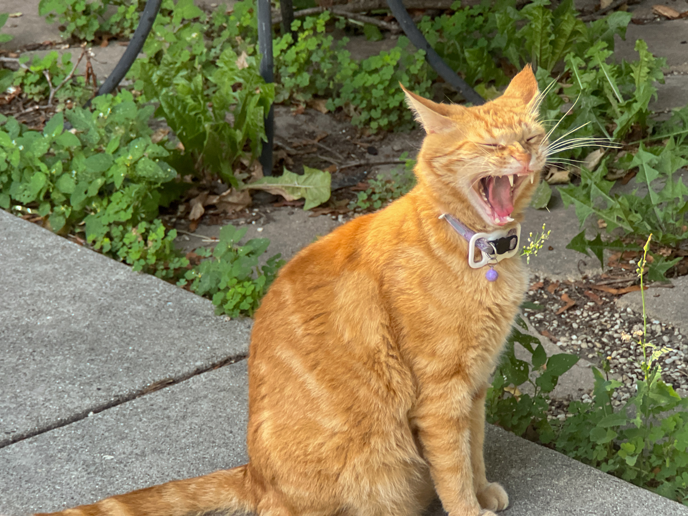 An orange cat sitting on a sidewalk and yawning.