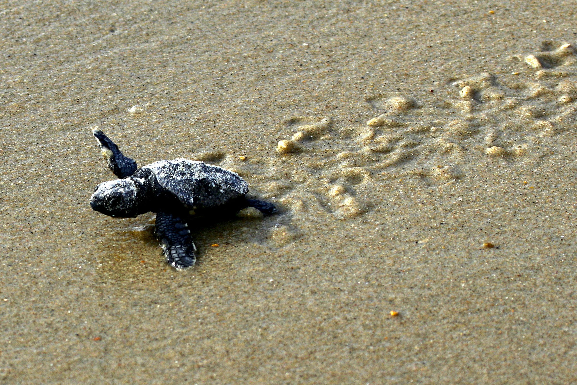 A baby loggerhead sea turtle makes its way to the sea. 