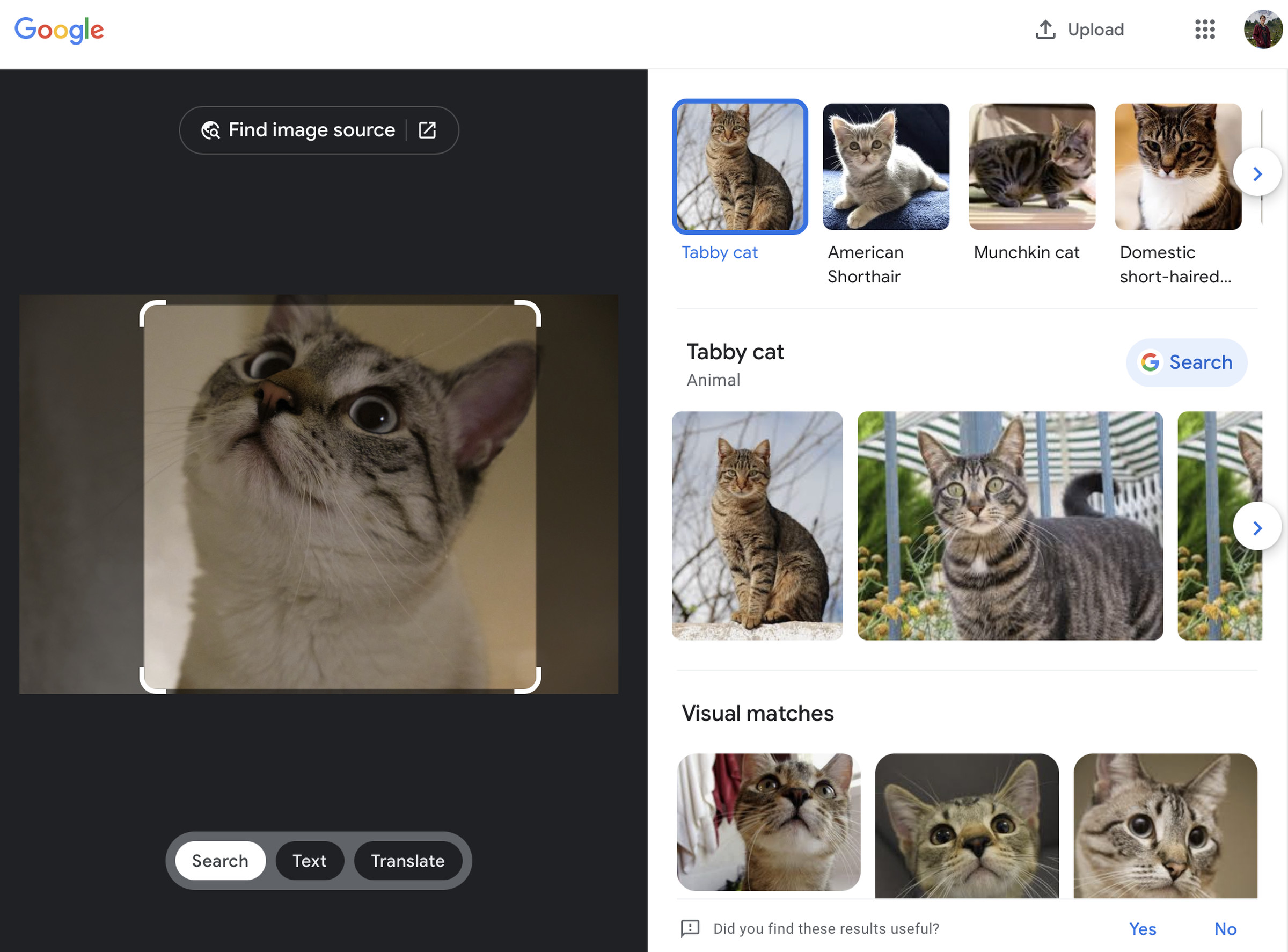 Captura de pantalla de Google Lens escaneando una imagen de un gato y mostrando resultados de búsqueda e imágenes para otros gatos.