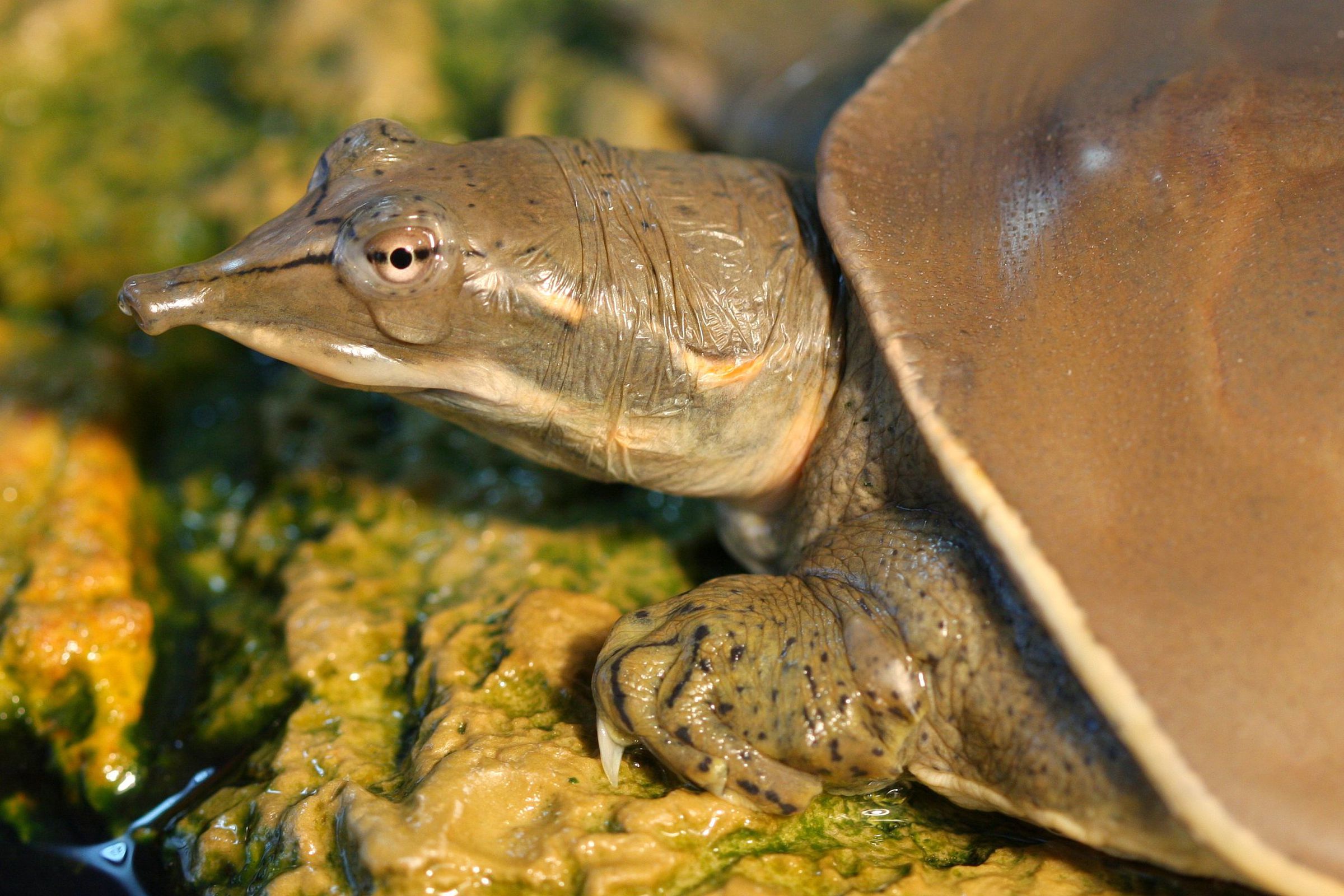 A spiny softshell turtle, the same species used in the vibrator study.