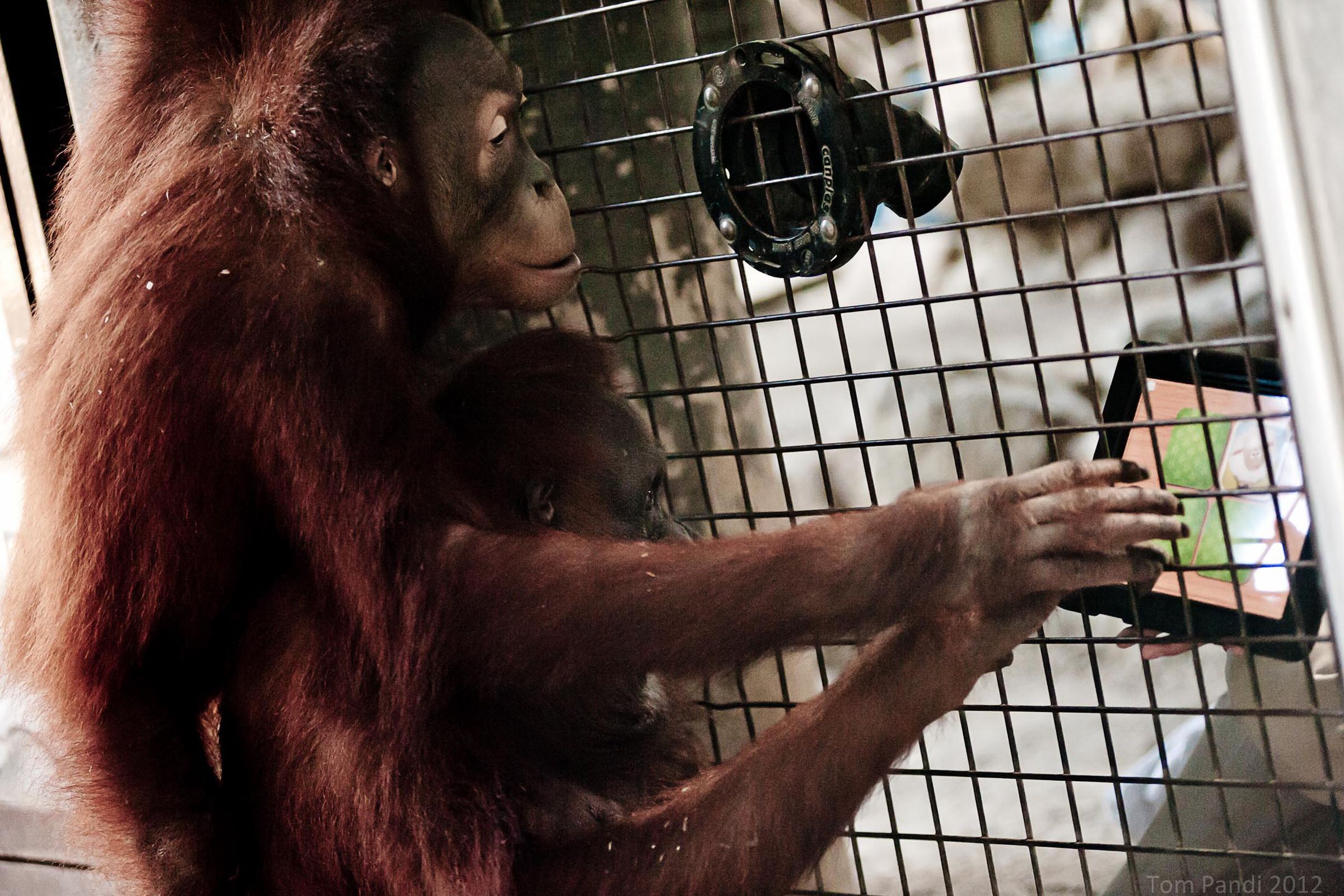 An orangutan plays with an iPad in another program called Apps for Apes