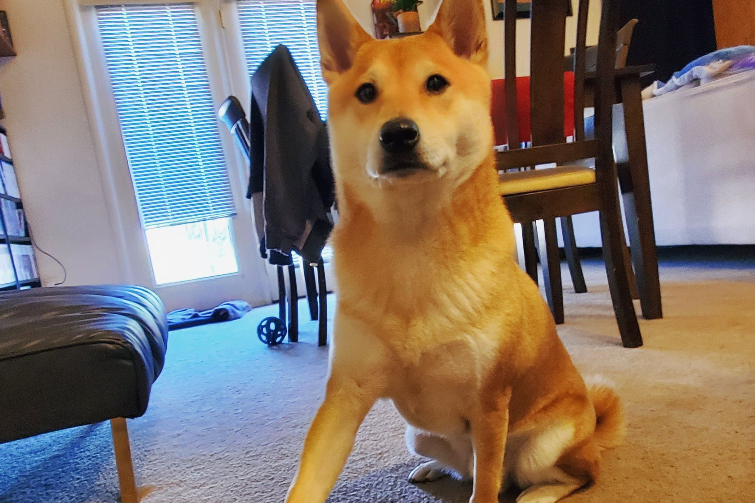 Photo of Peanut Butter, a Shiba Inu, standing with his paw on a custom video game controller made up of blue, red, yellow, and green button pads.