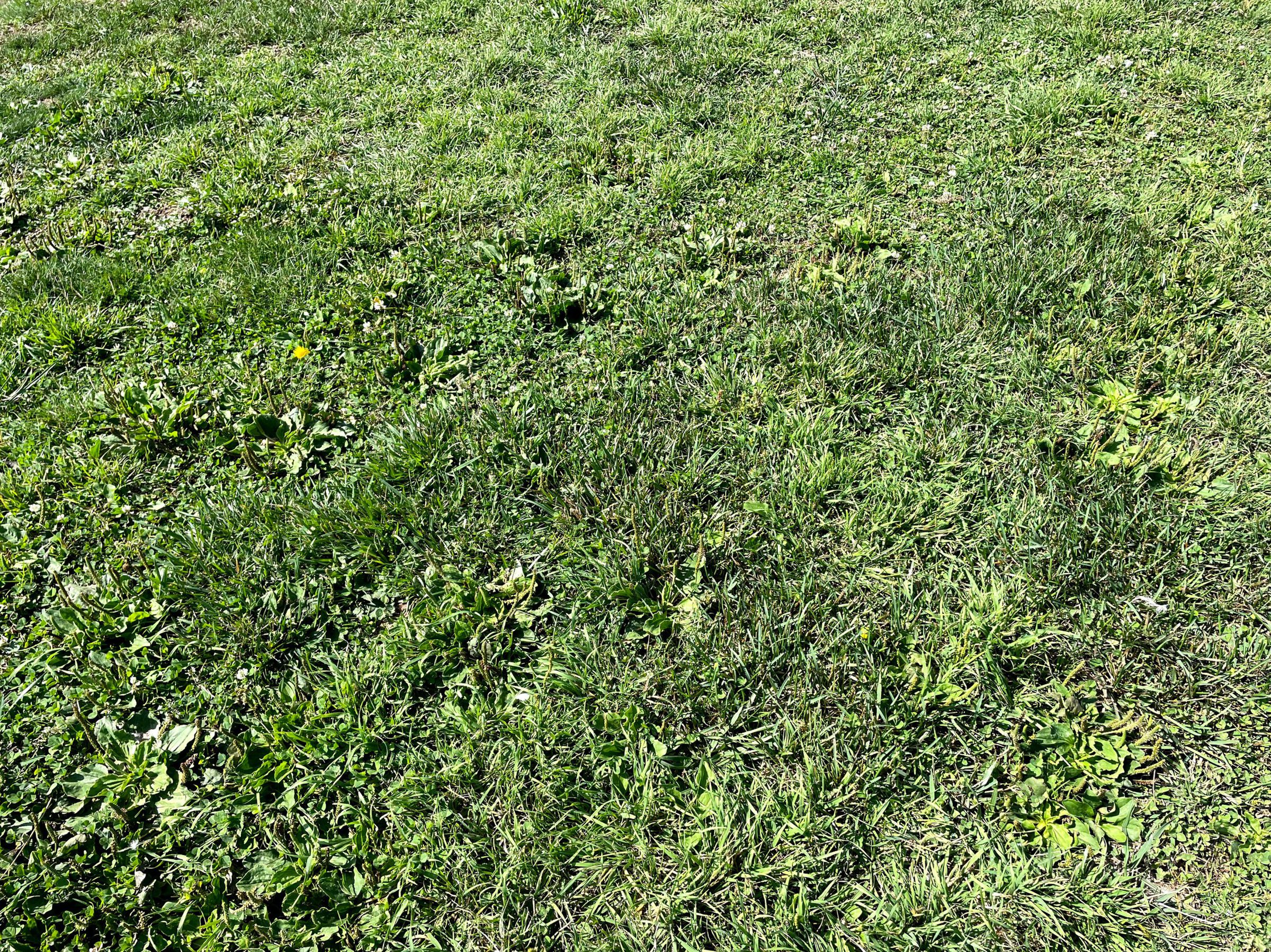 ...but clumpy turf can. There are three balls hidden in this picture.